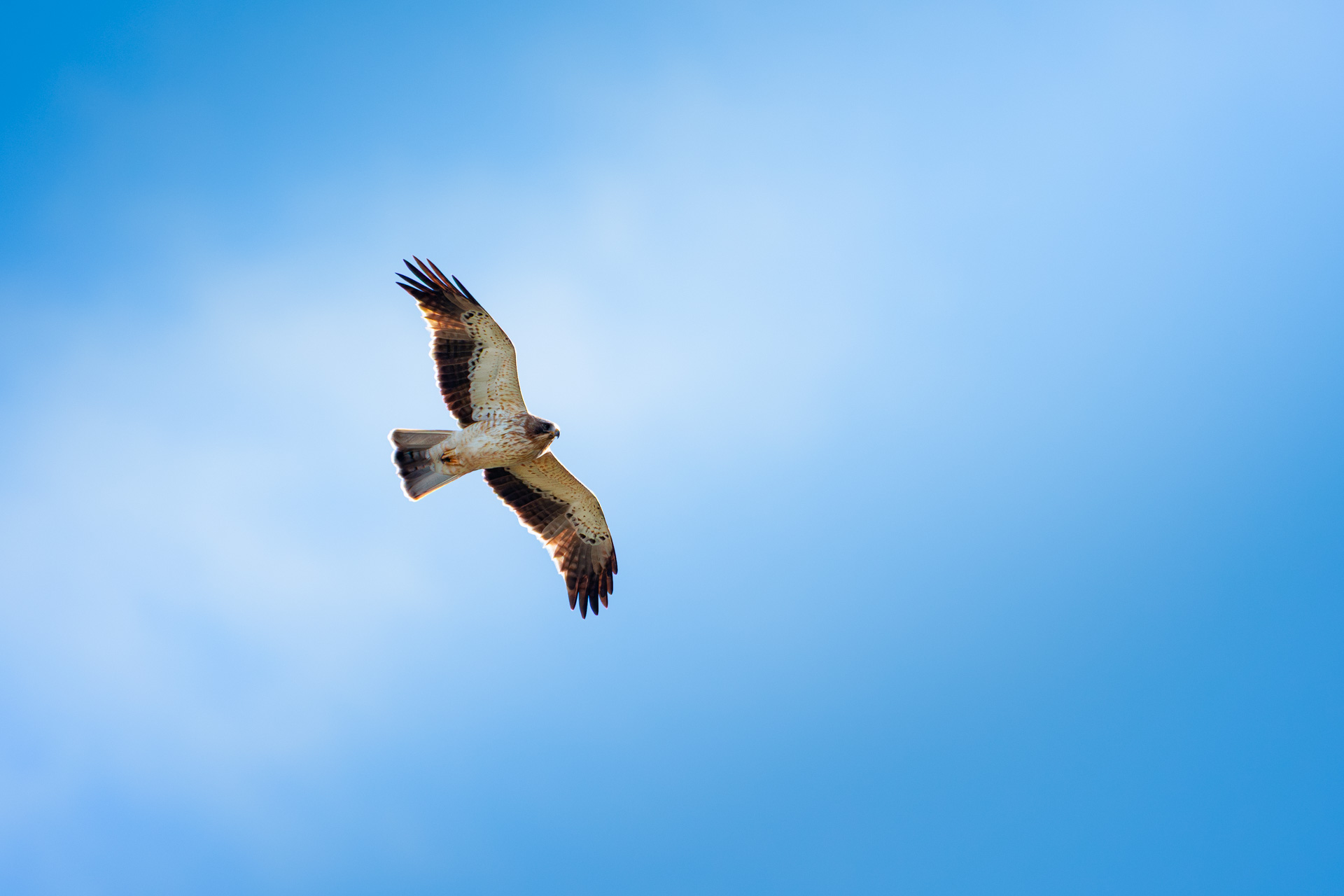 Águila Calzada