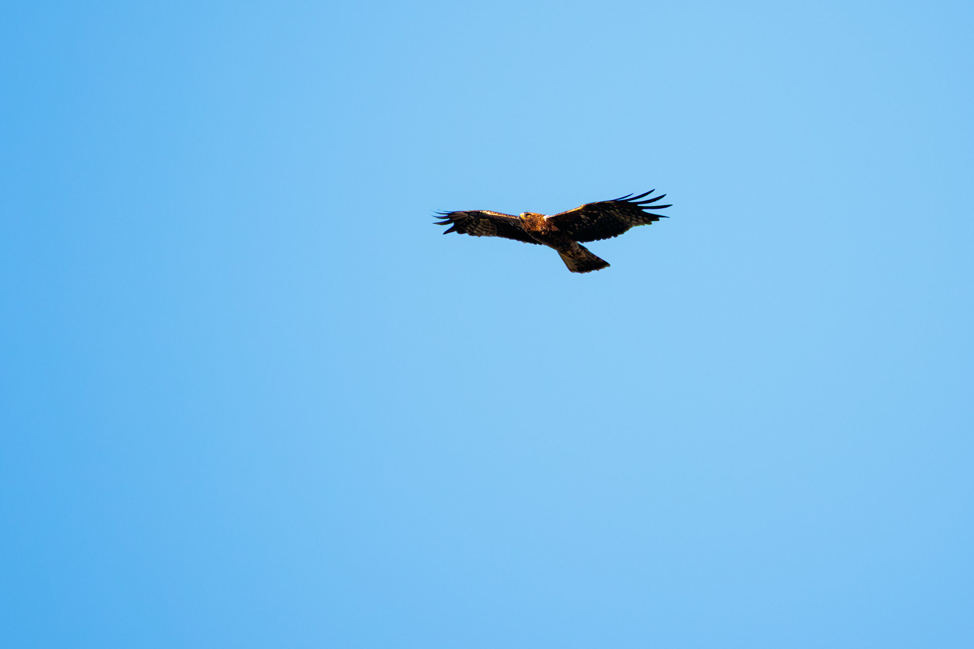 Águila Calzada