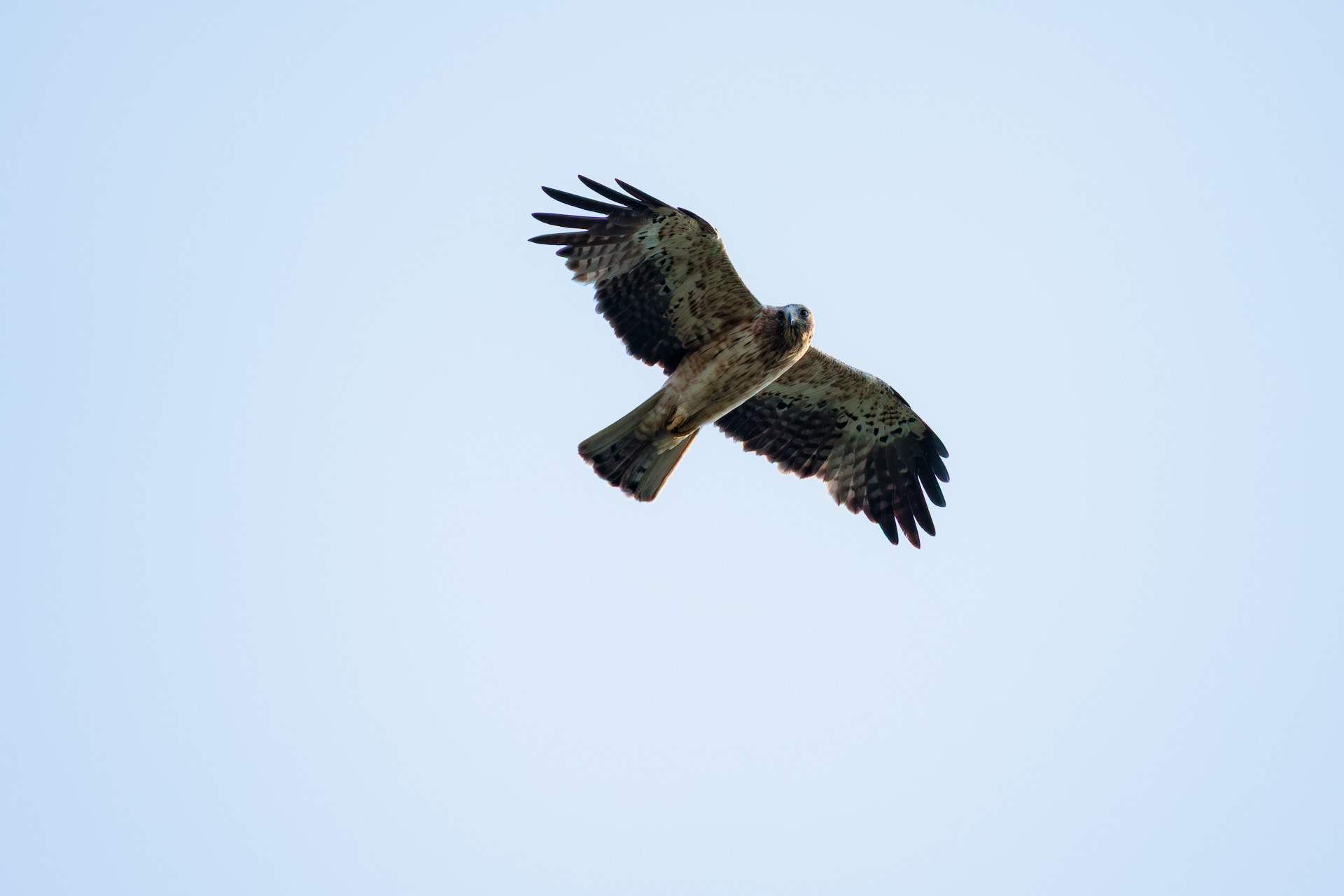Águila Calzada
