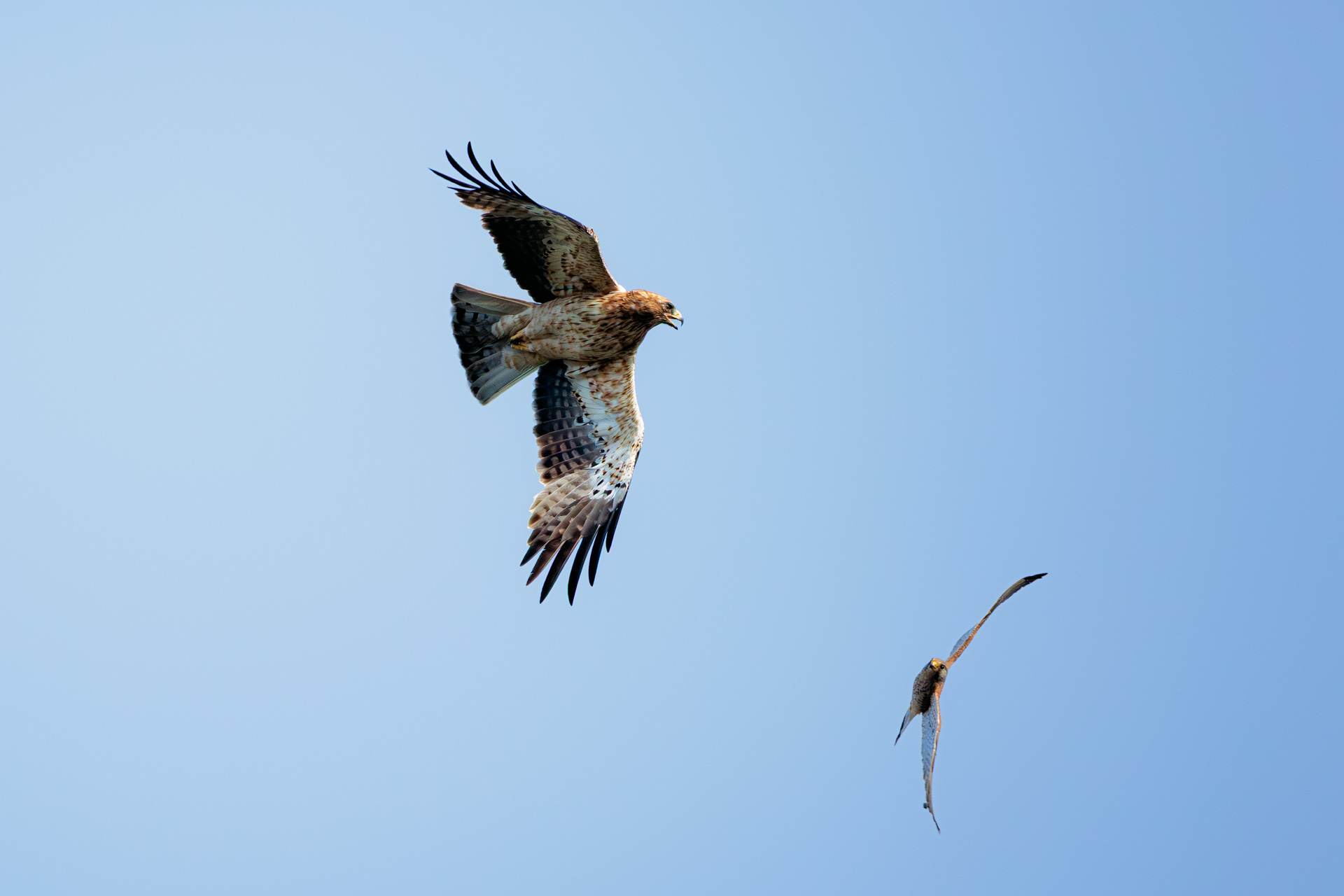 Águila Calzada