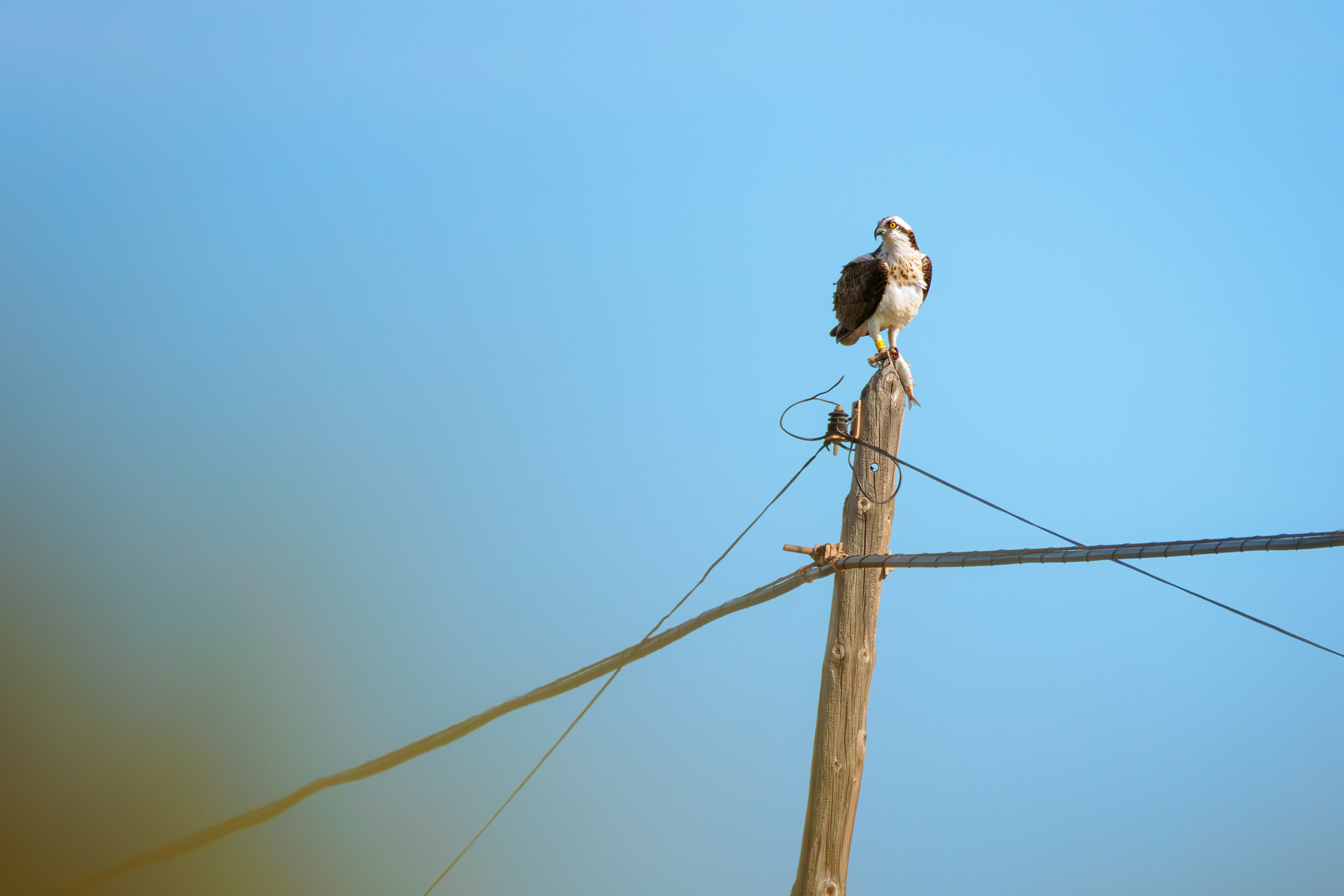 Águila Pescadora