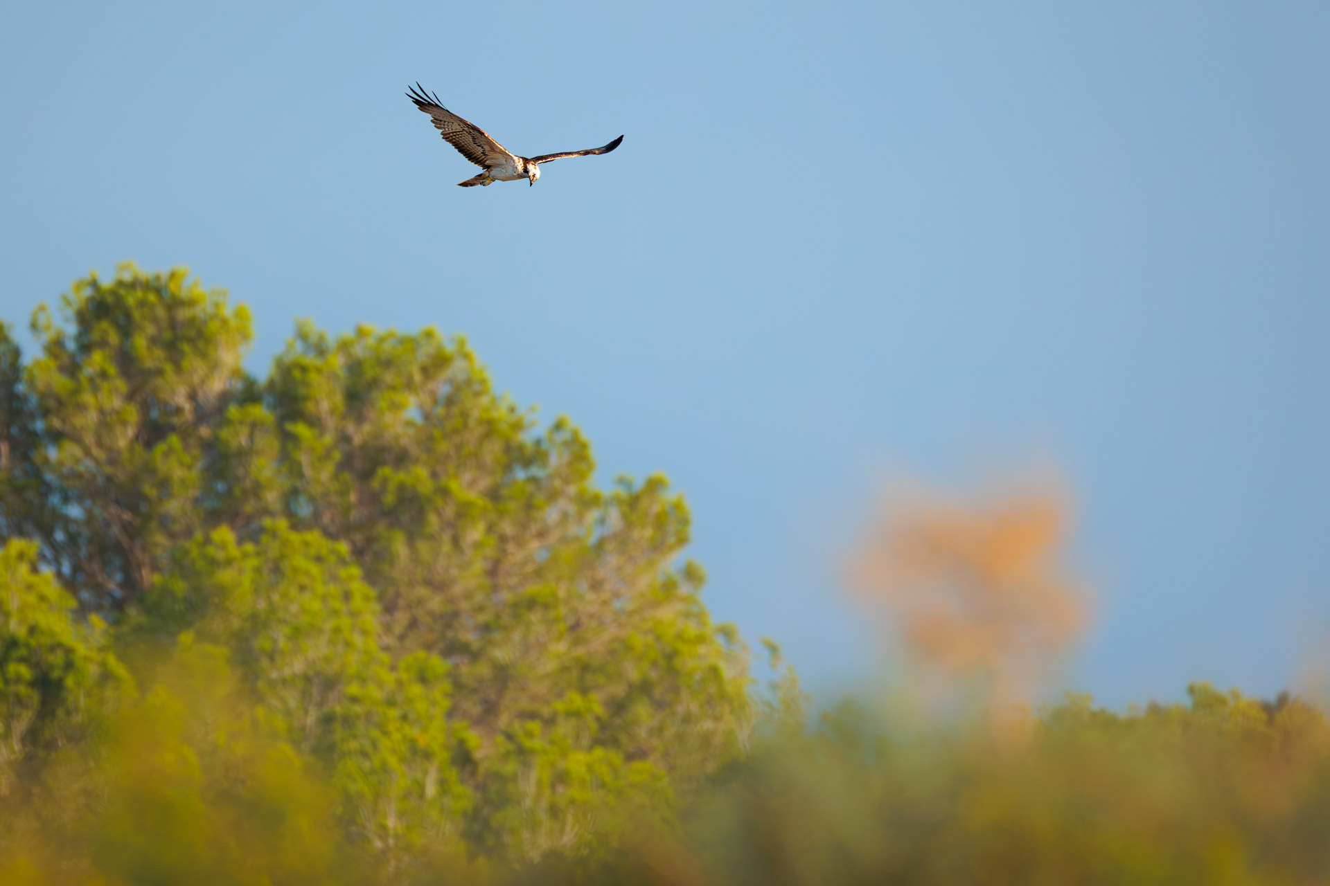 Águila Pescadora