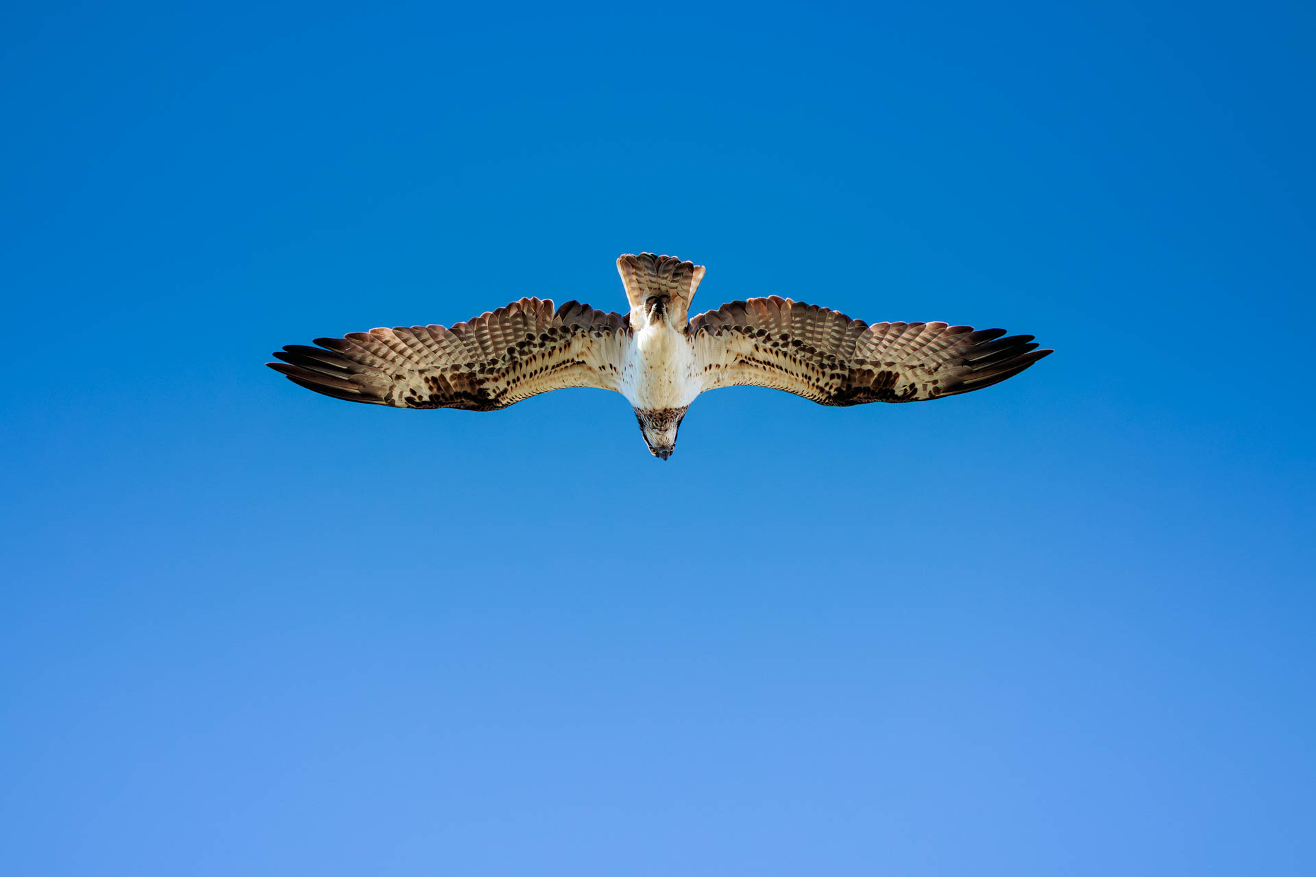 Águila Pescadora