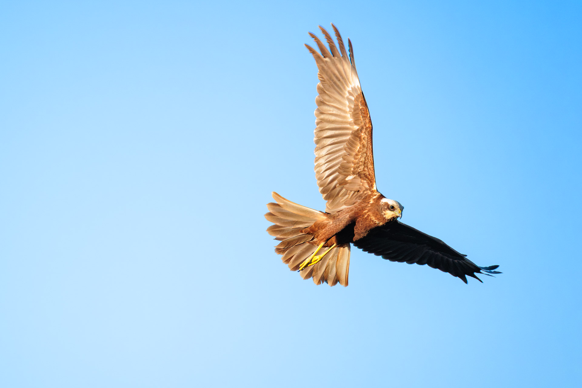 Aguilucho Lagunero Occidental