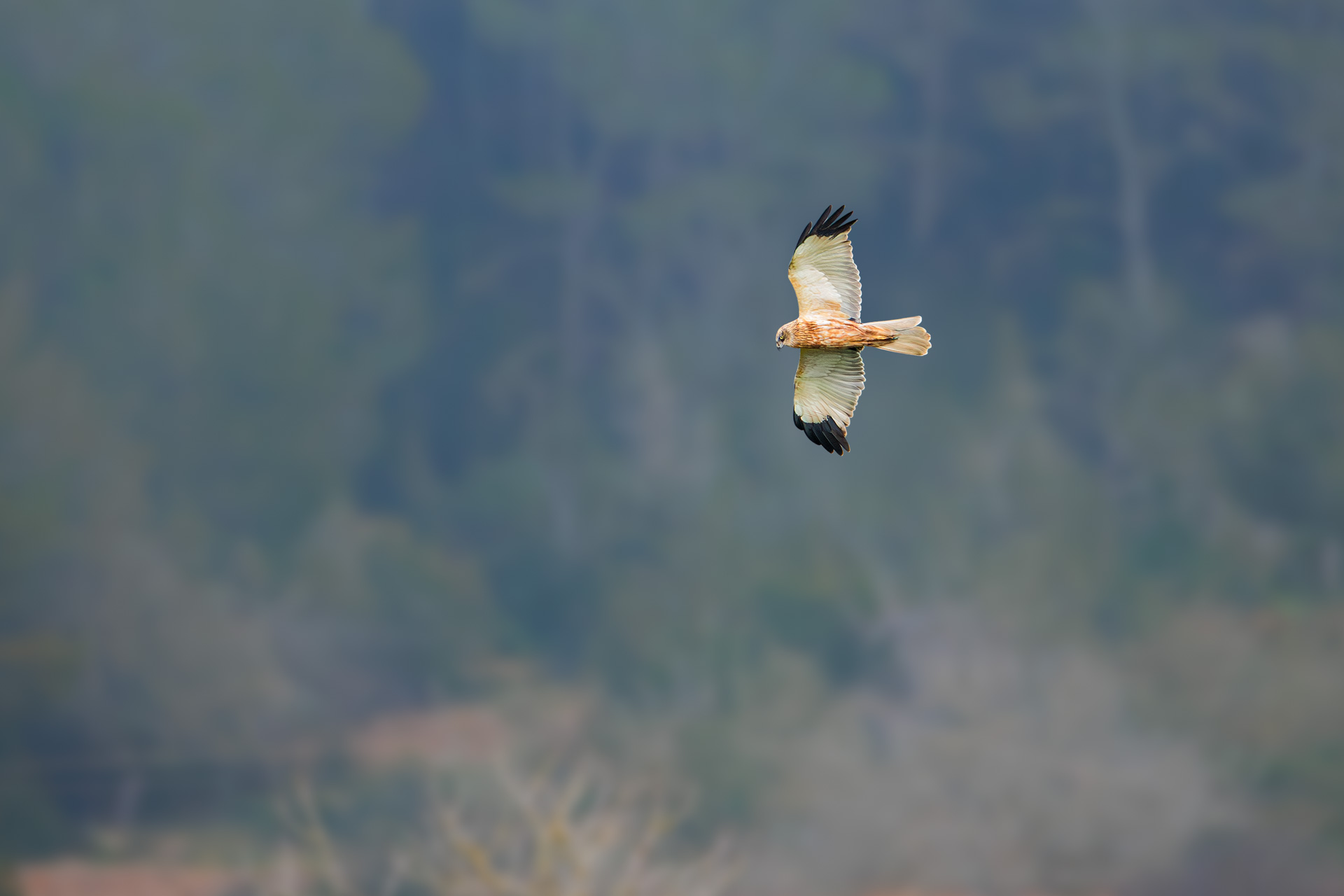 Aguilucho Lagunero Occidental