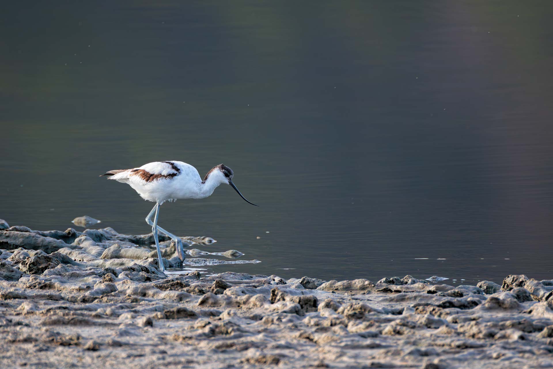 Avoceta Común