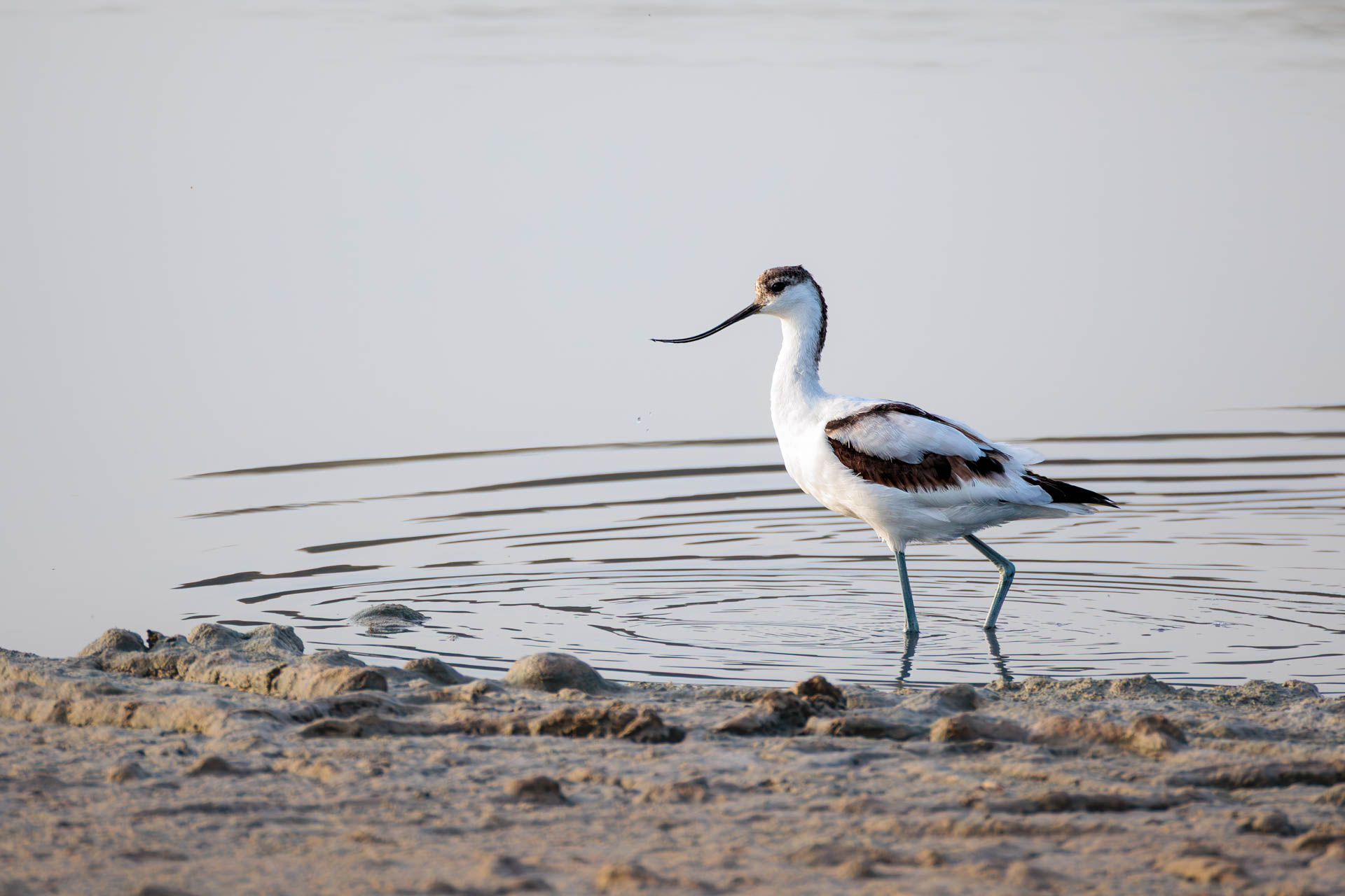 Avoceta Común