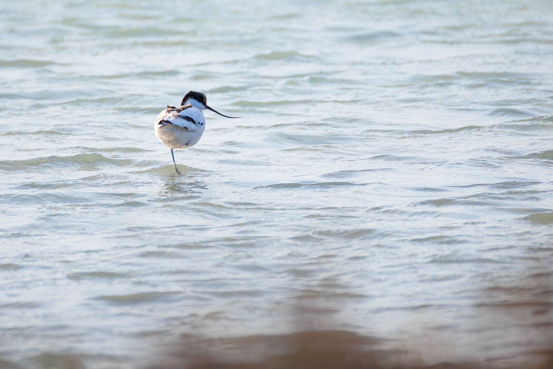 Avoceta Común