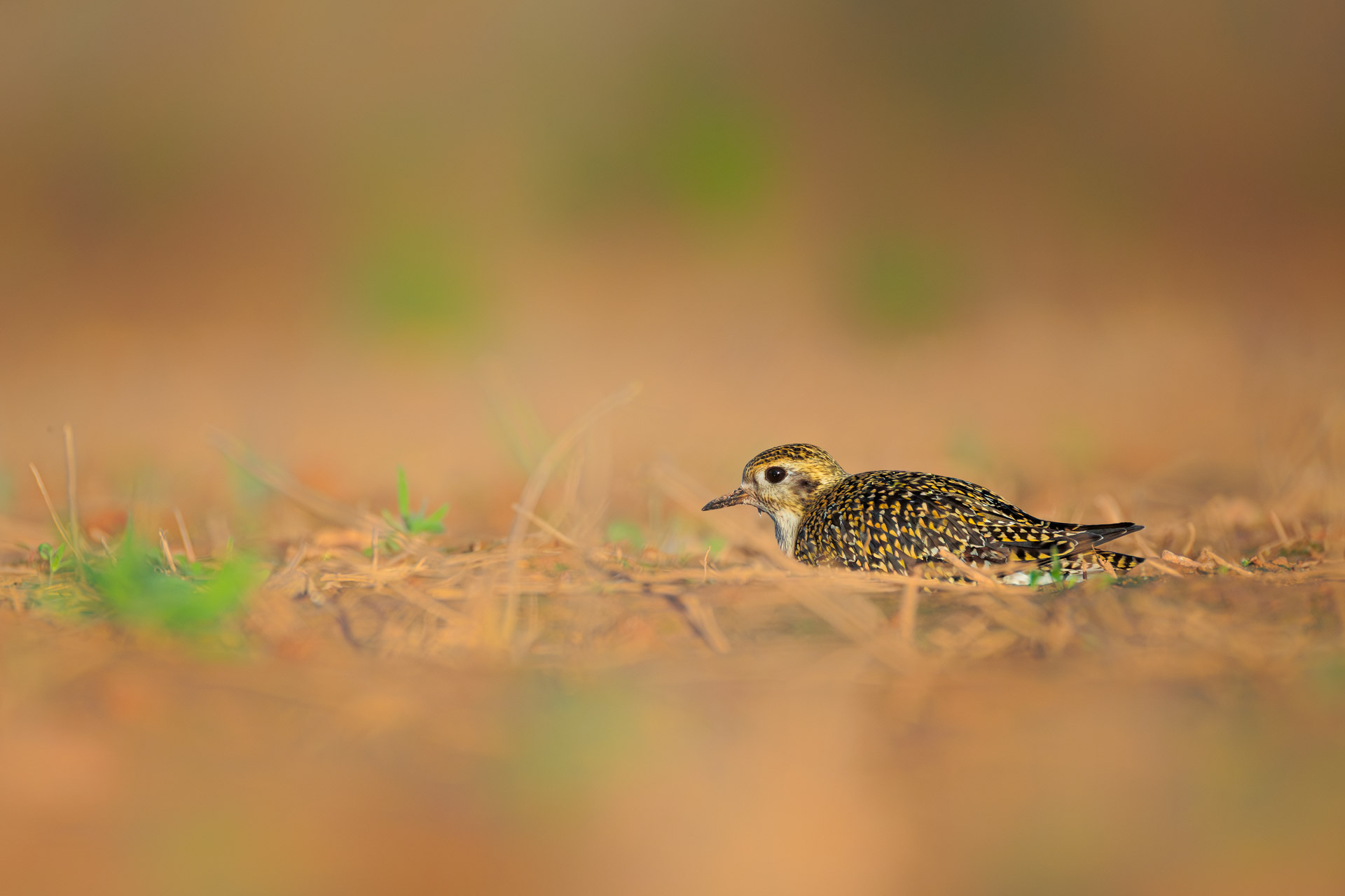 Chorlito Dorado