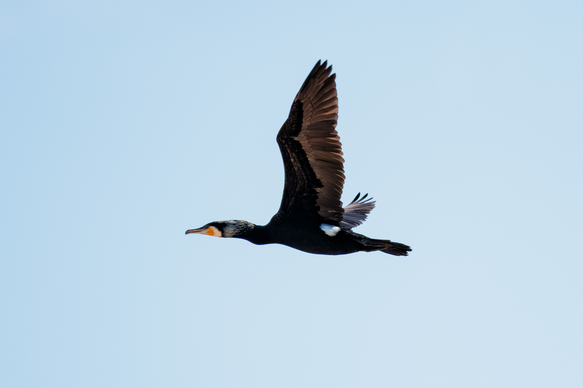 Cormorán Grande