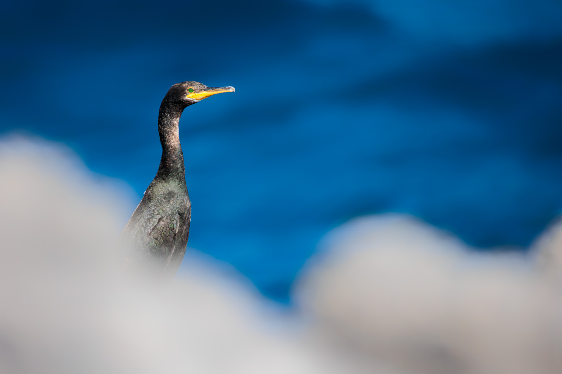 Cormorán Moñudo