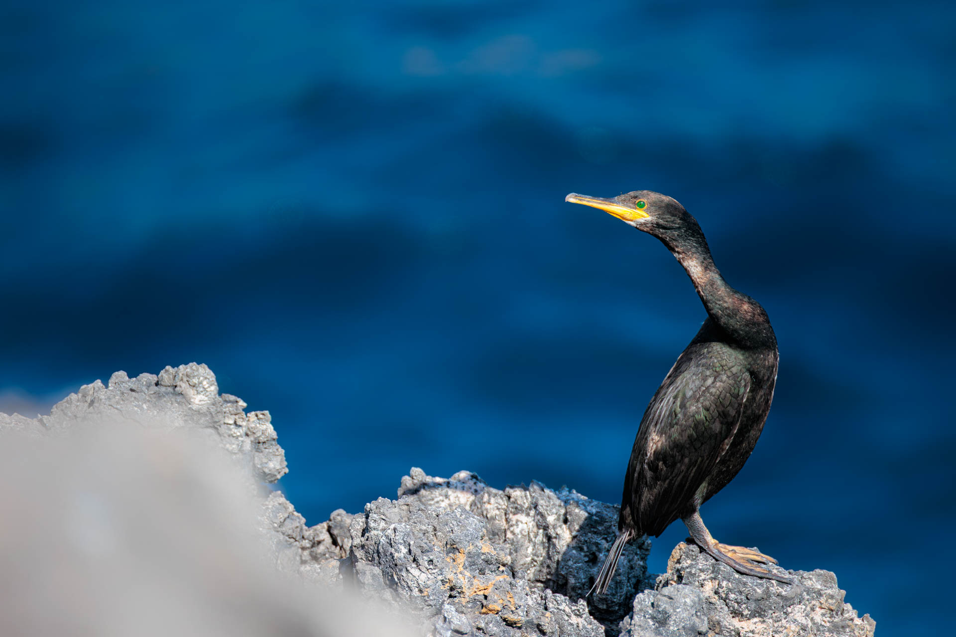 Cormorán Moñudo