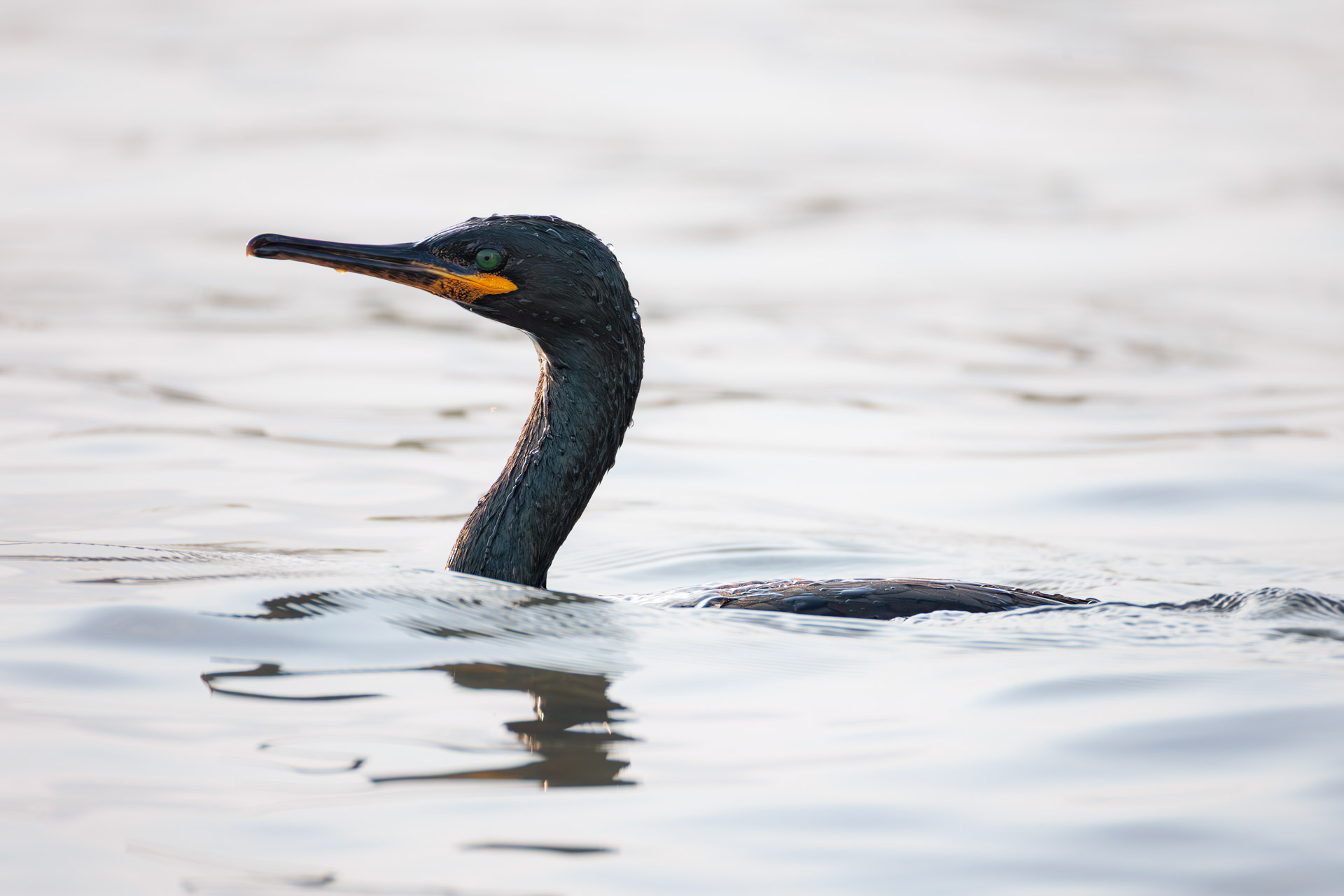 Cormorán Moñudo