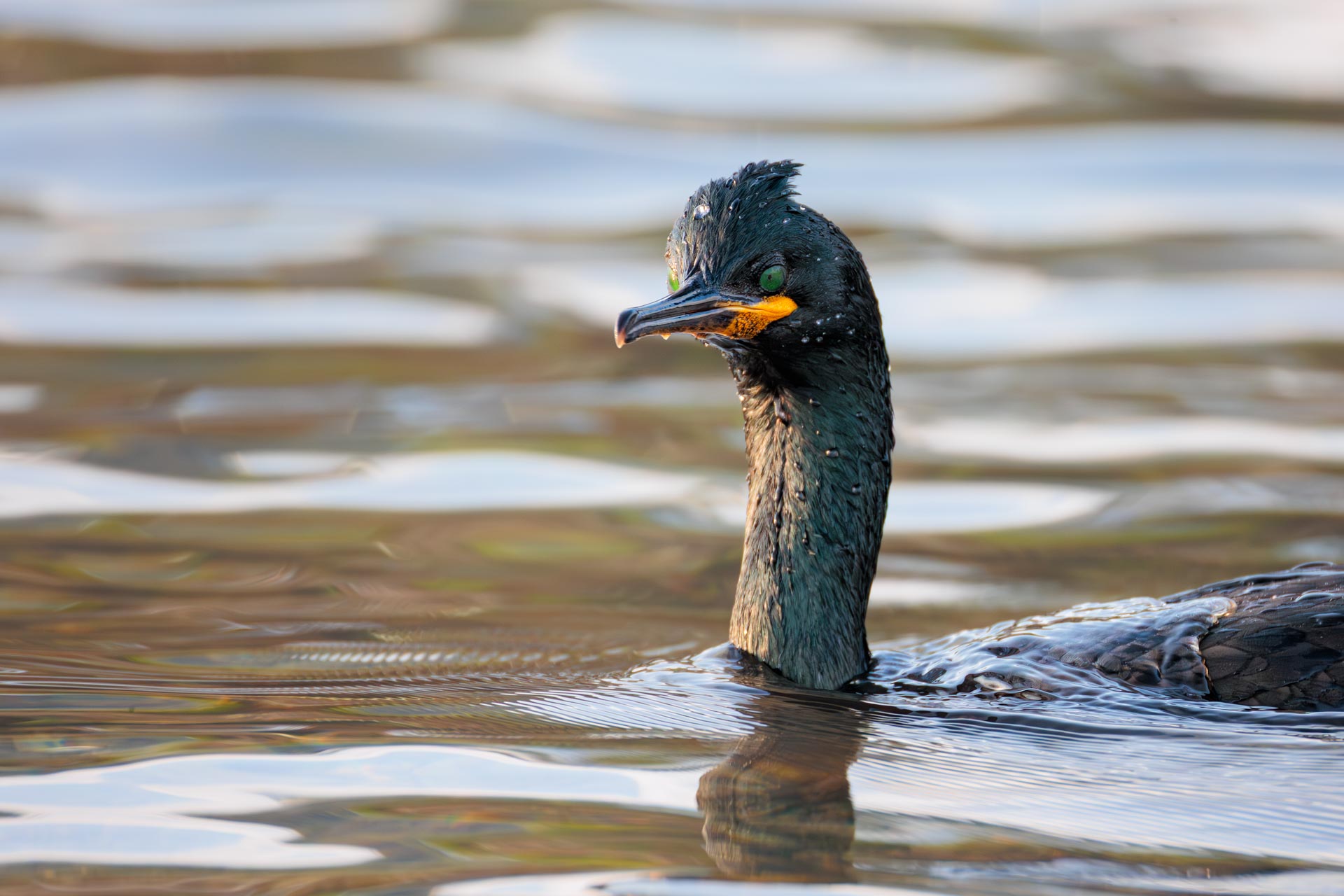 Cormorán Moñudo