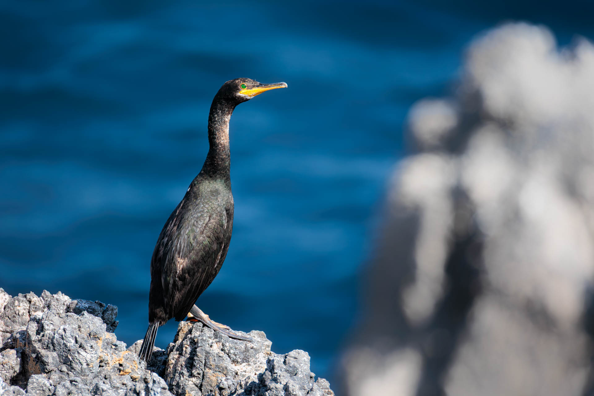 Cormorán Moñudo
