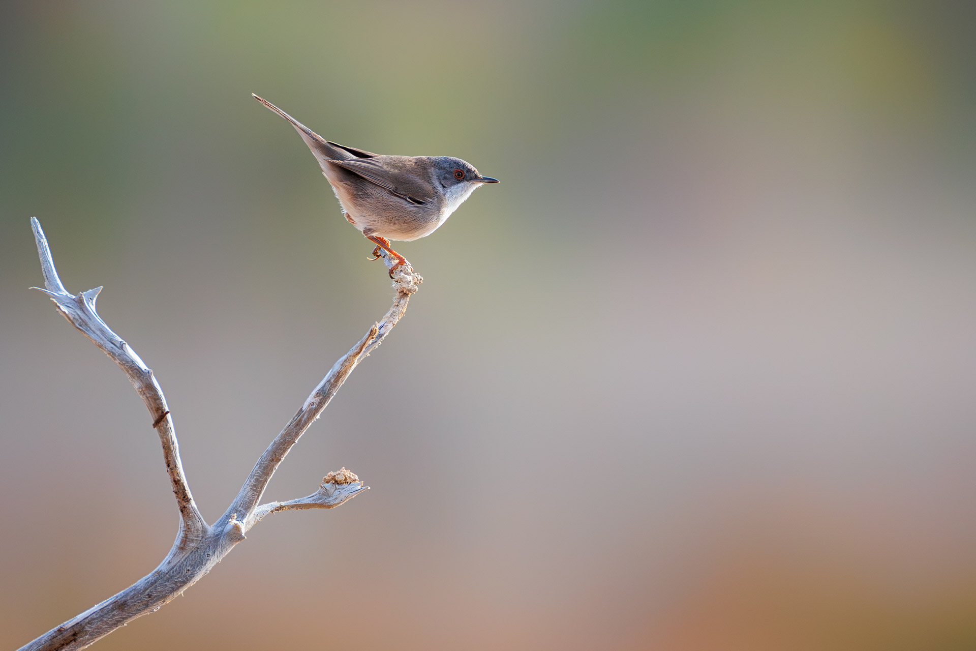 Curruca Cabecinegra
