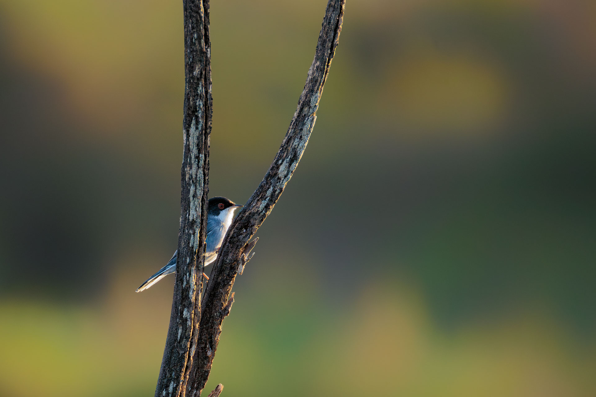 Curruca Cabecinegra