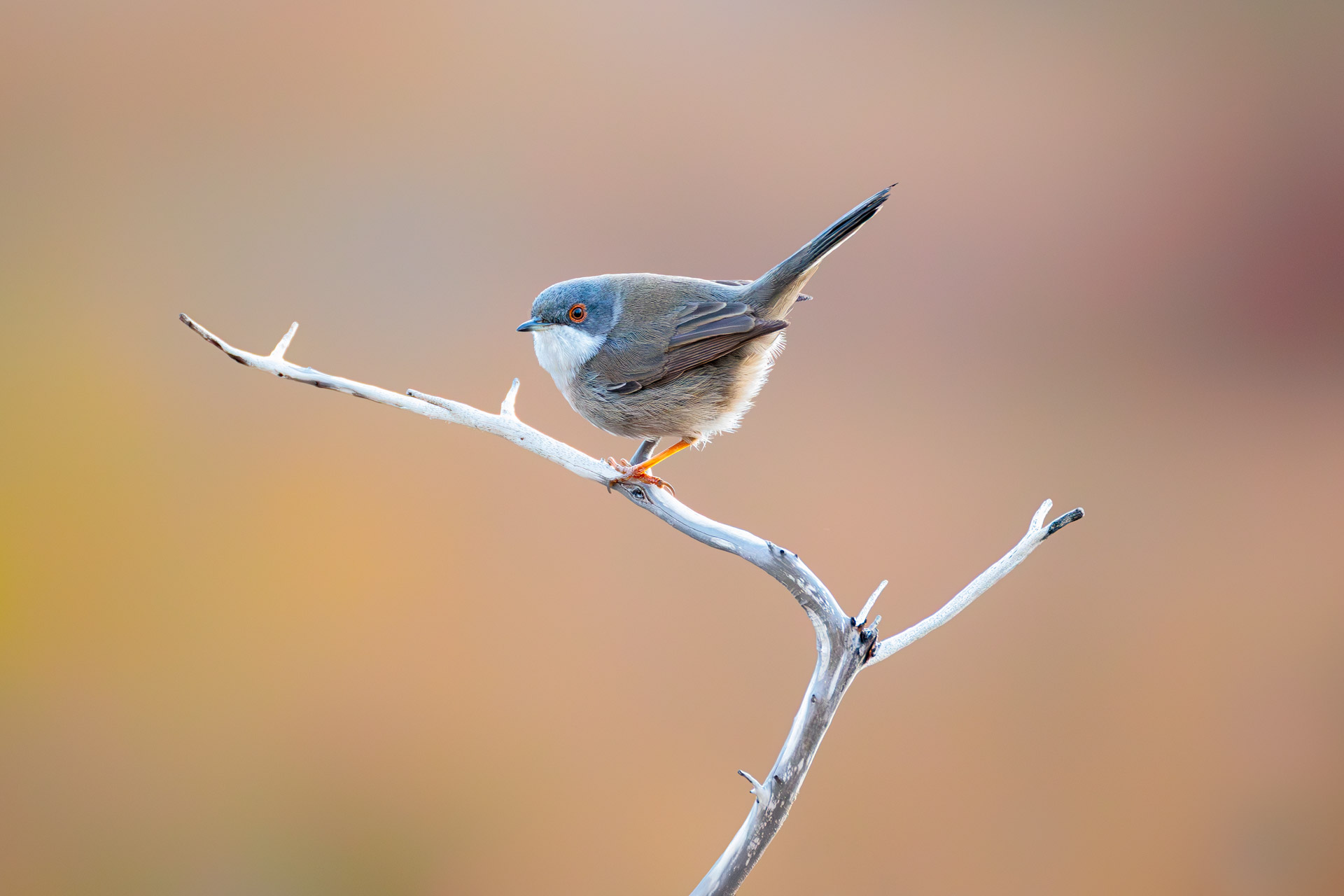 Curruca Cabecinegra