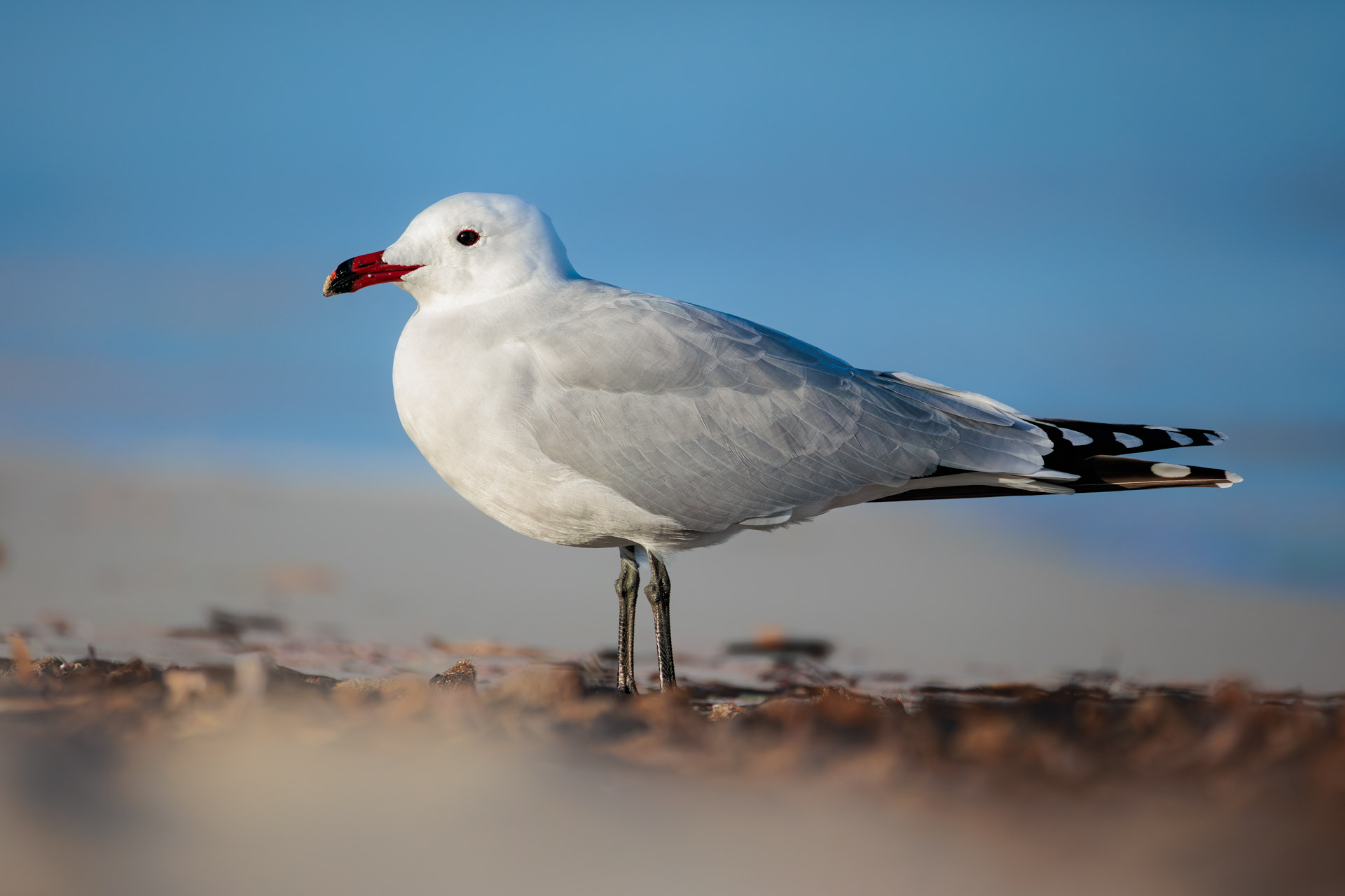 Gaviota de Audouin