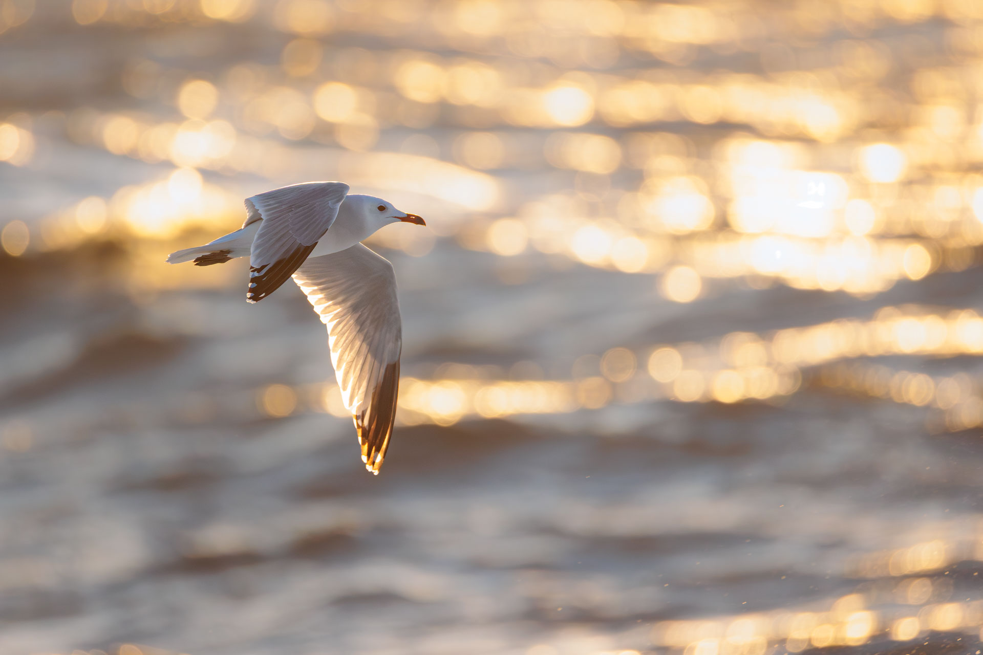 Gaviota de Audouin