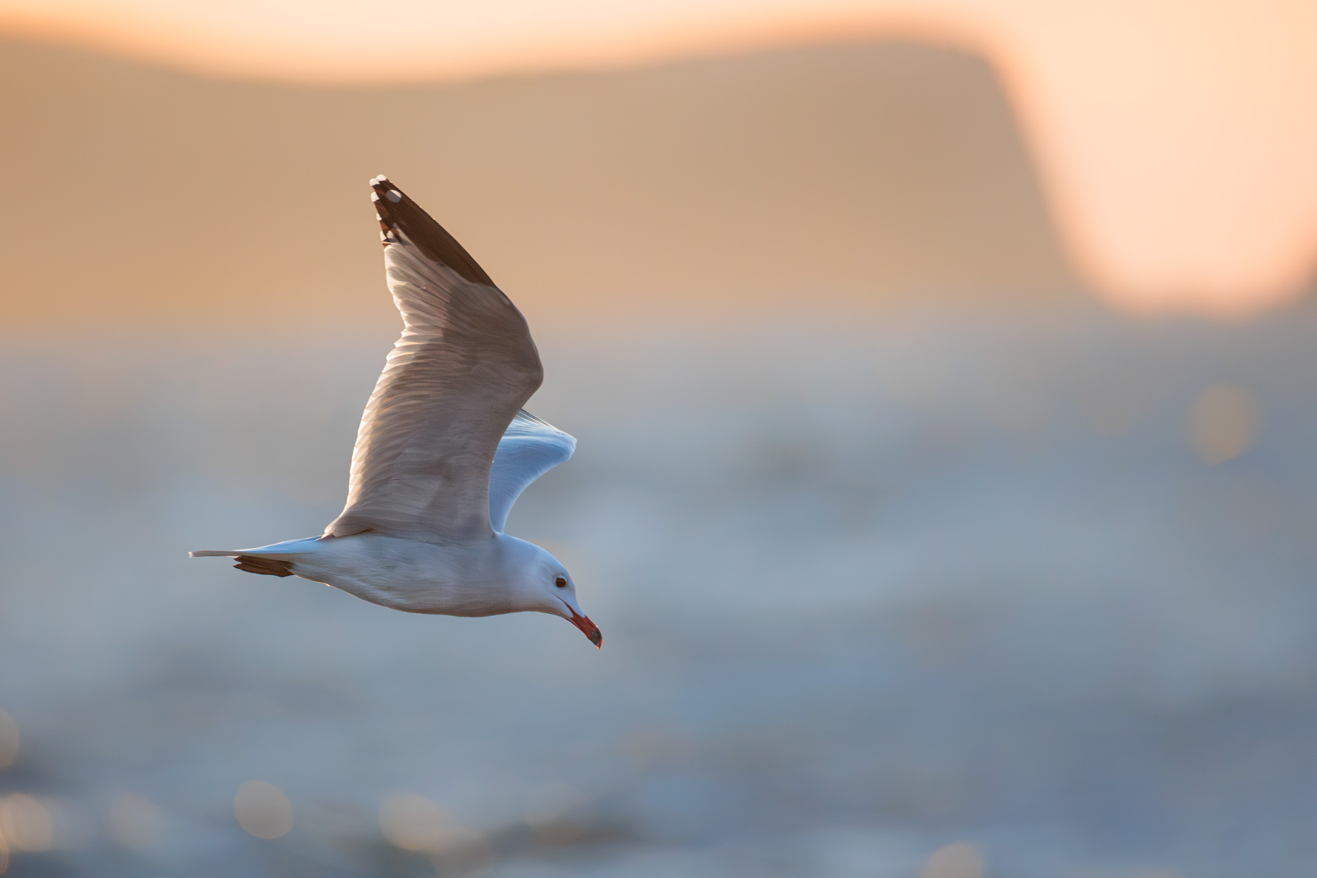 Gaviota de Audouin