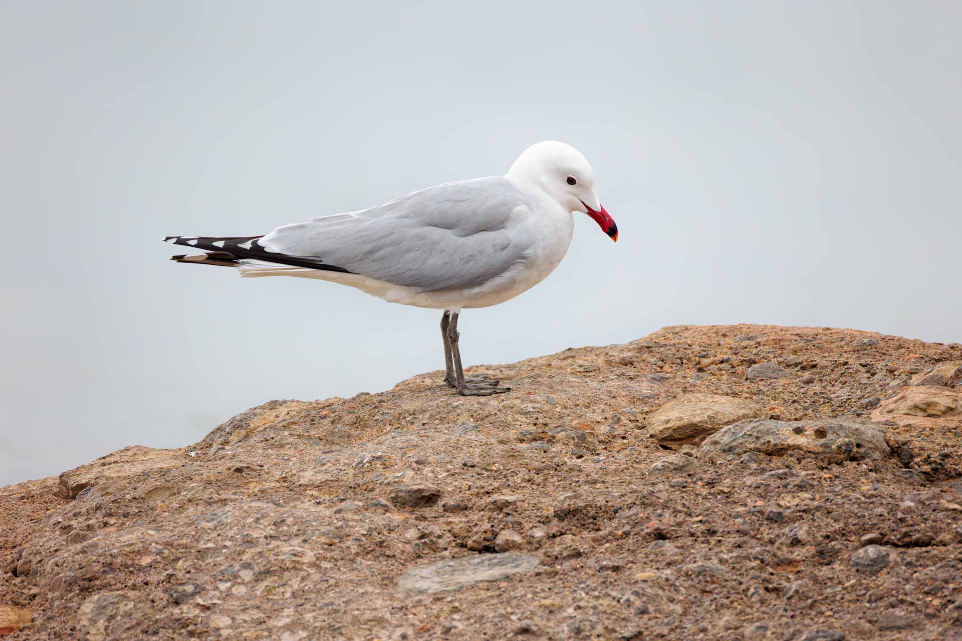 Gaviota de Audouin