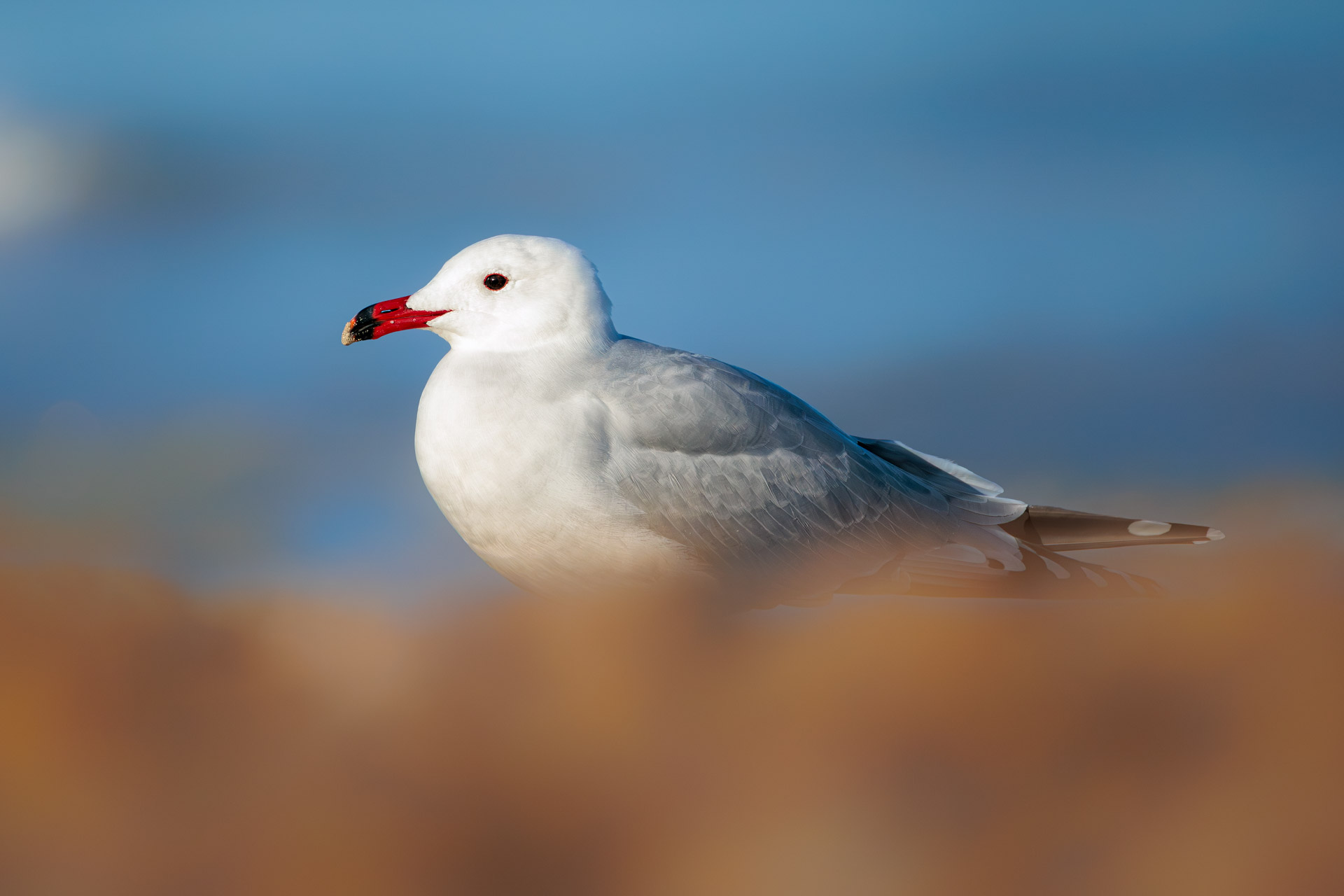 Gaviota de Audouin