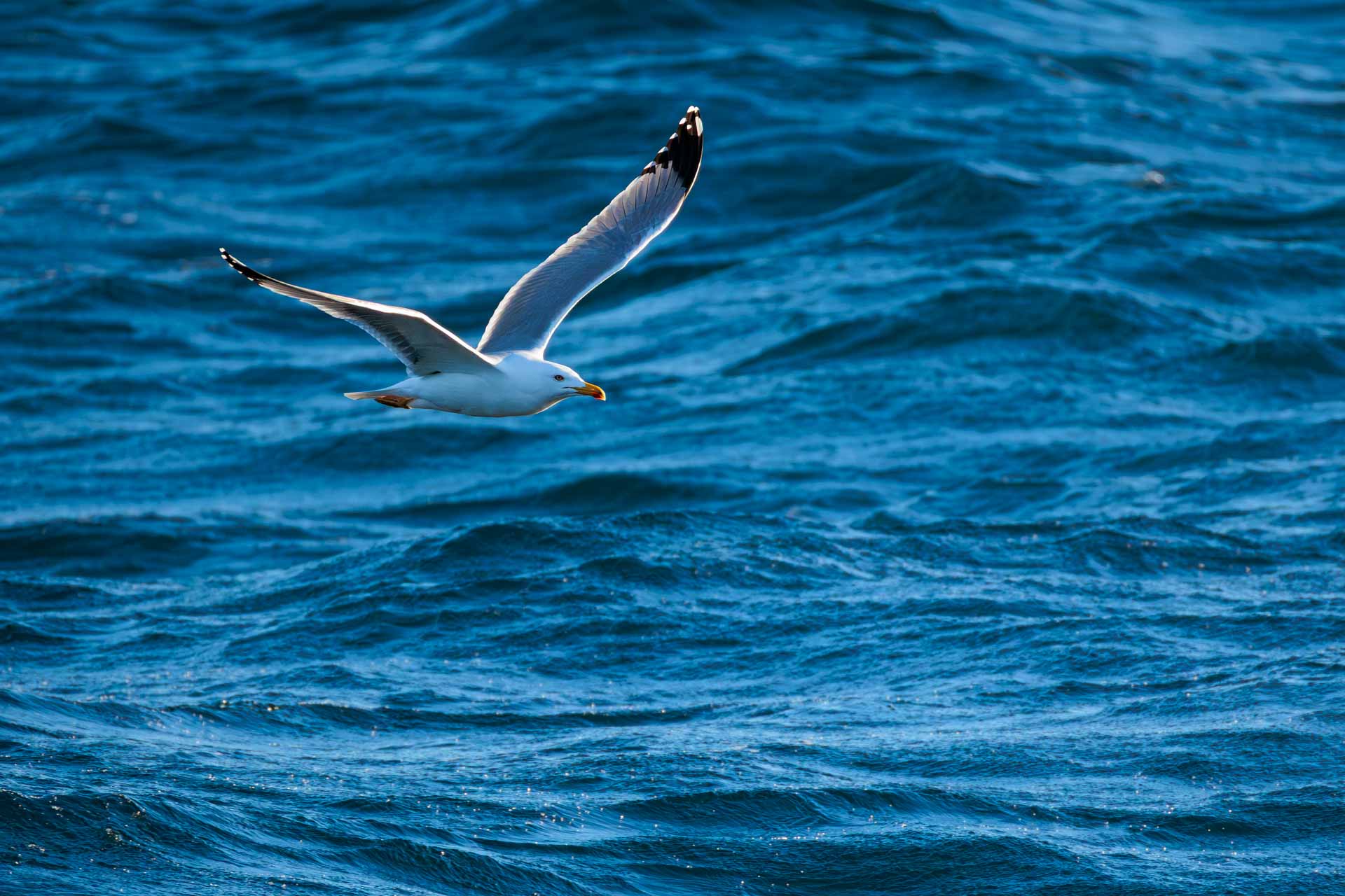 Gaviota Patiamarilla