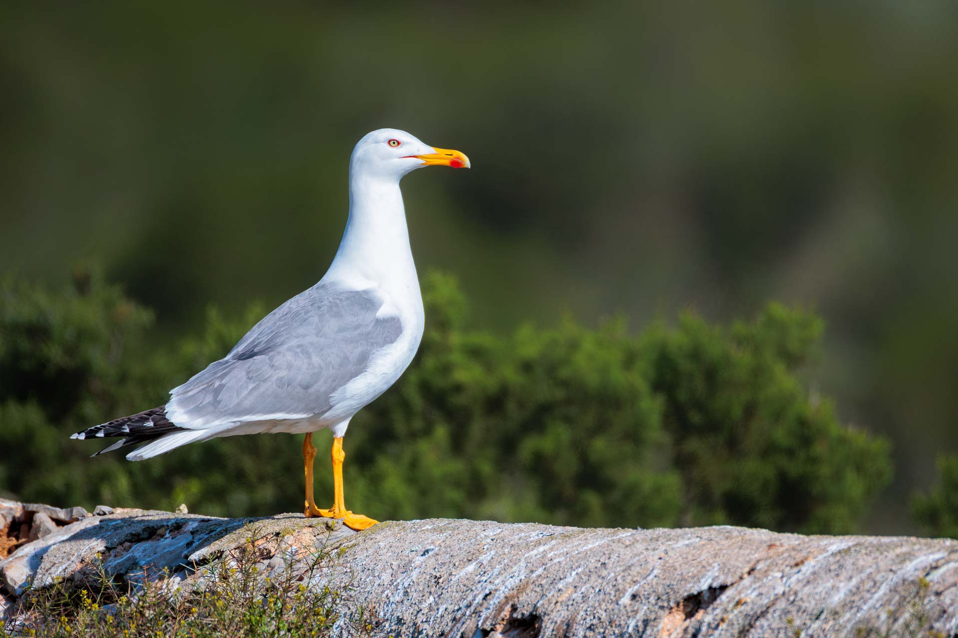 Gaviota Patiamarilla