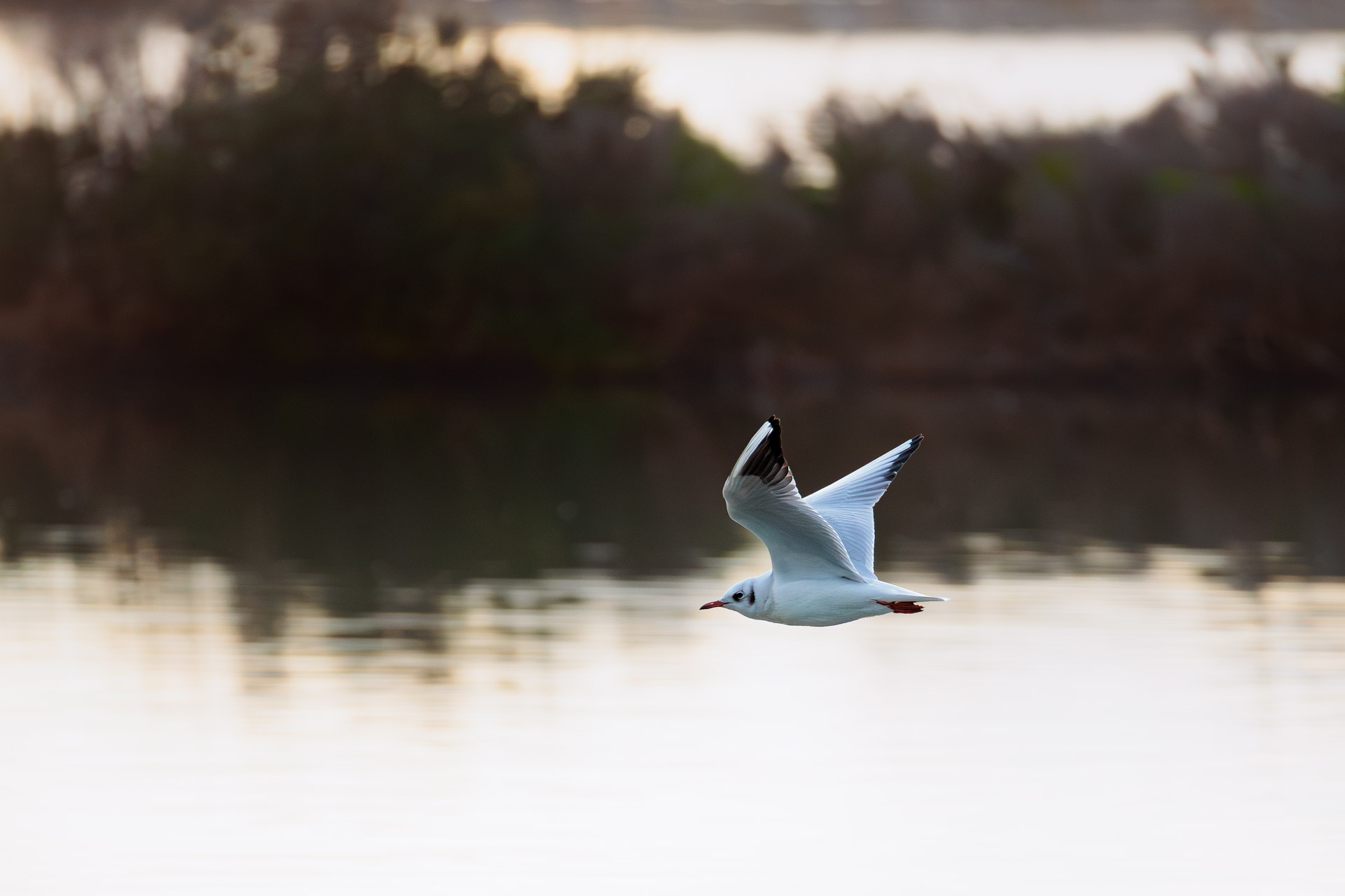 Gaviota Reidora