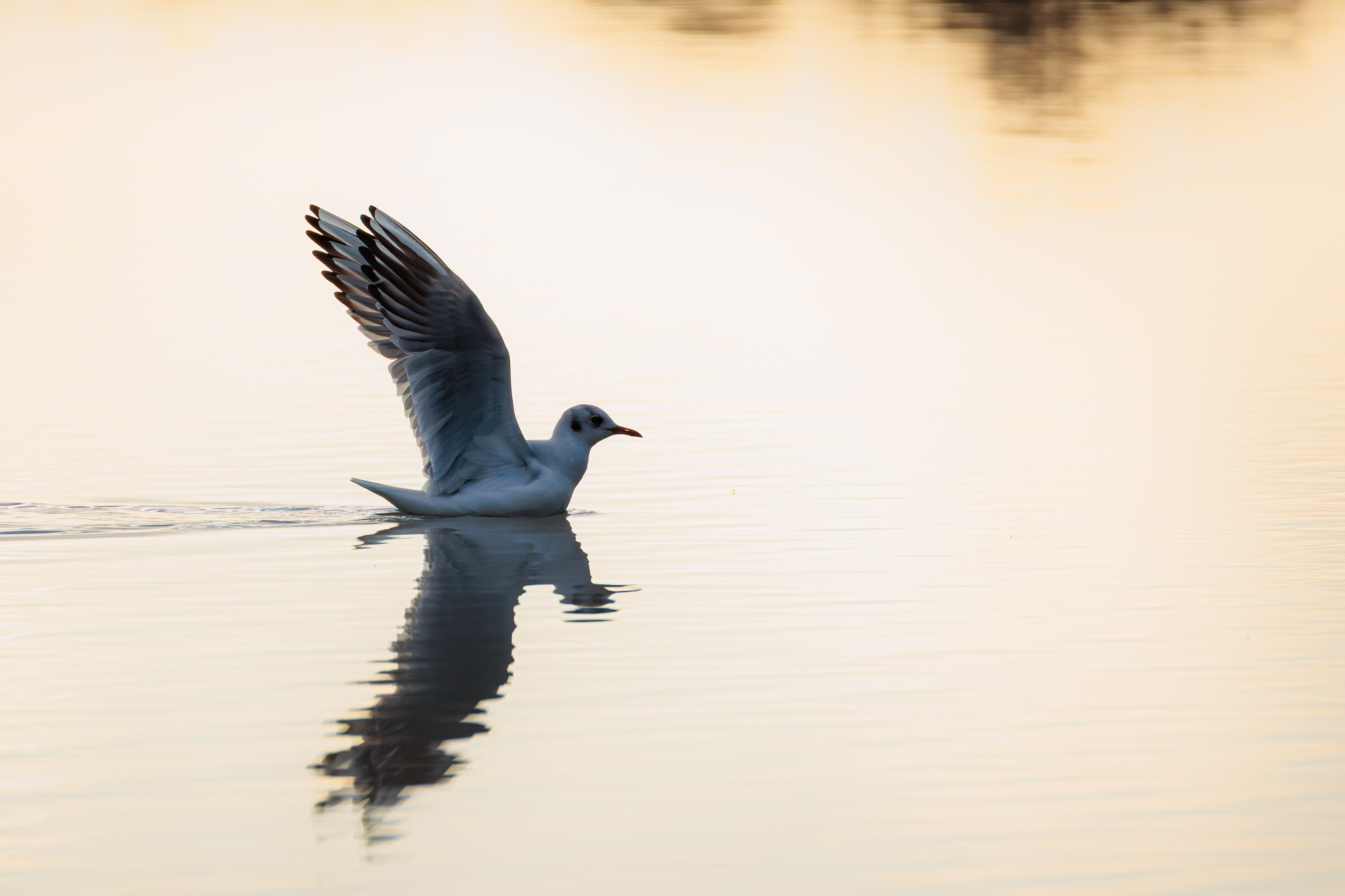 Gaviota Reidora