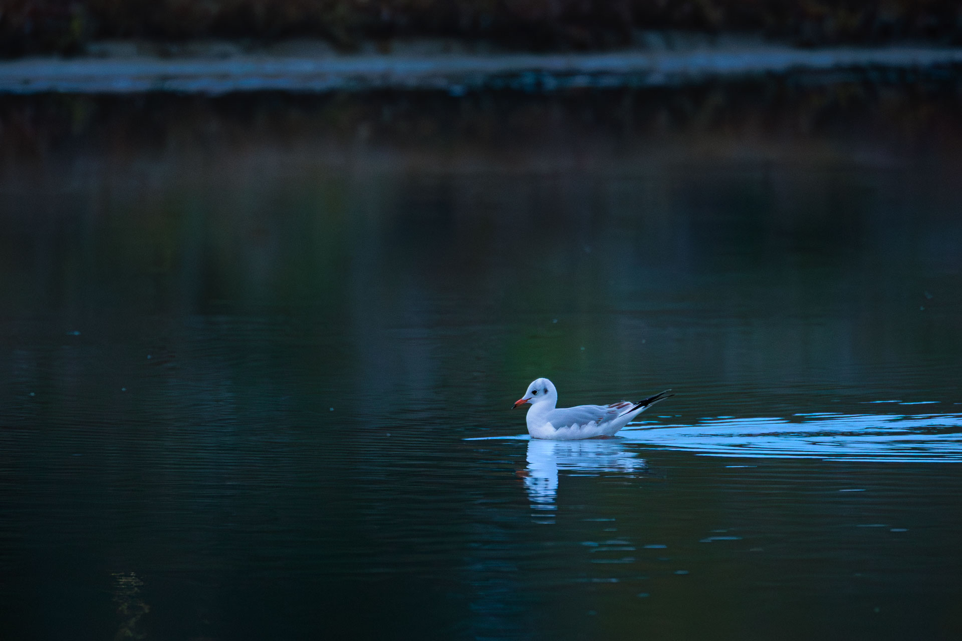 Gaviota Reidora