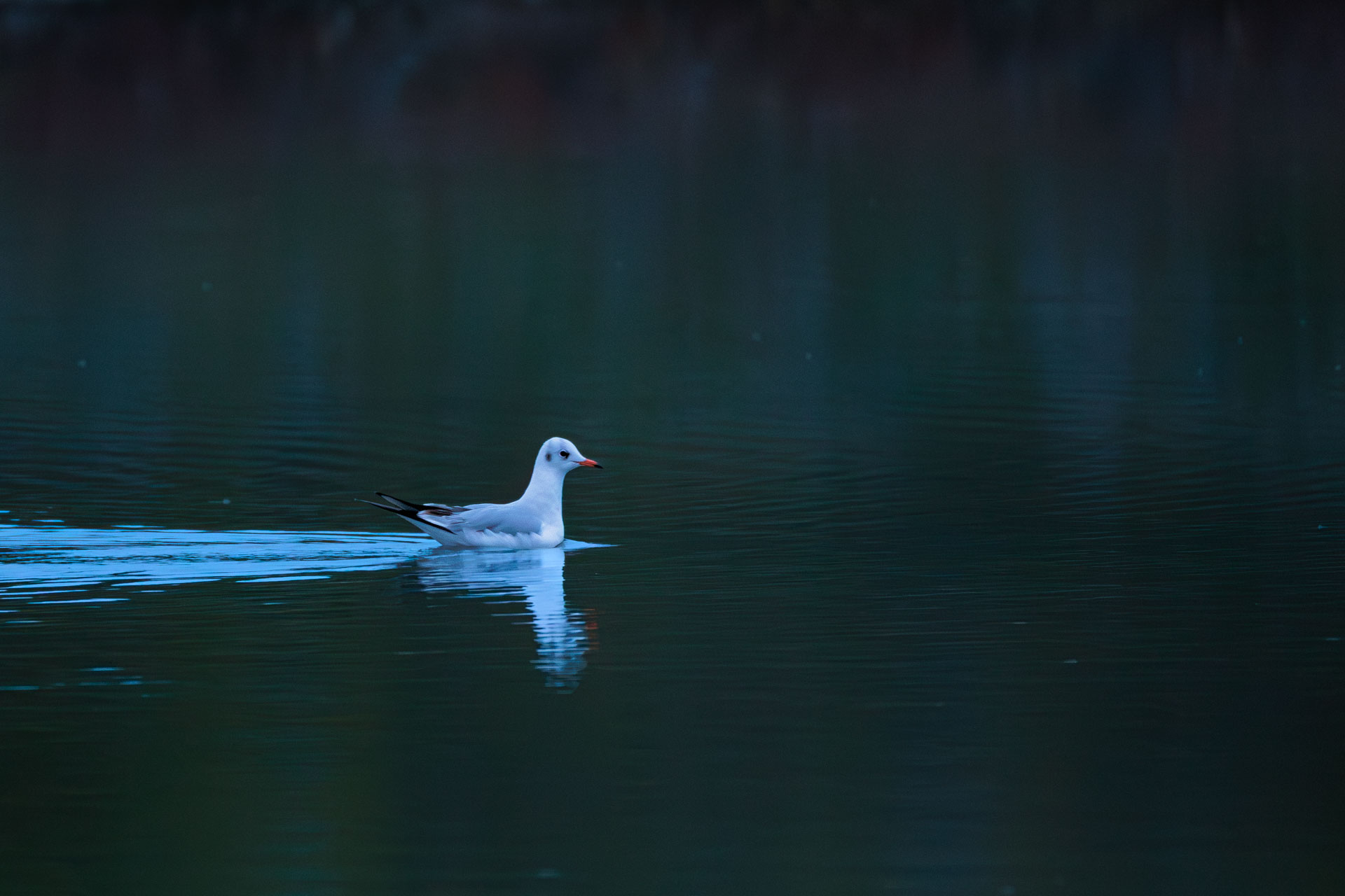 Gaviota Reidora
