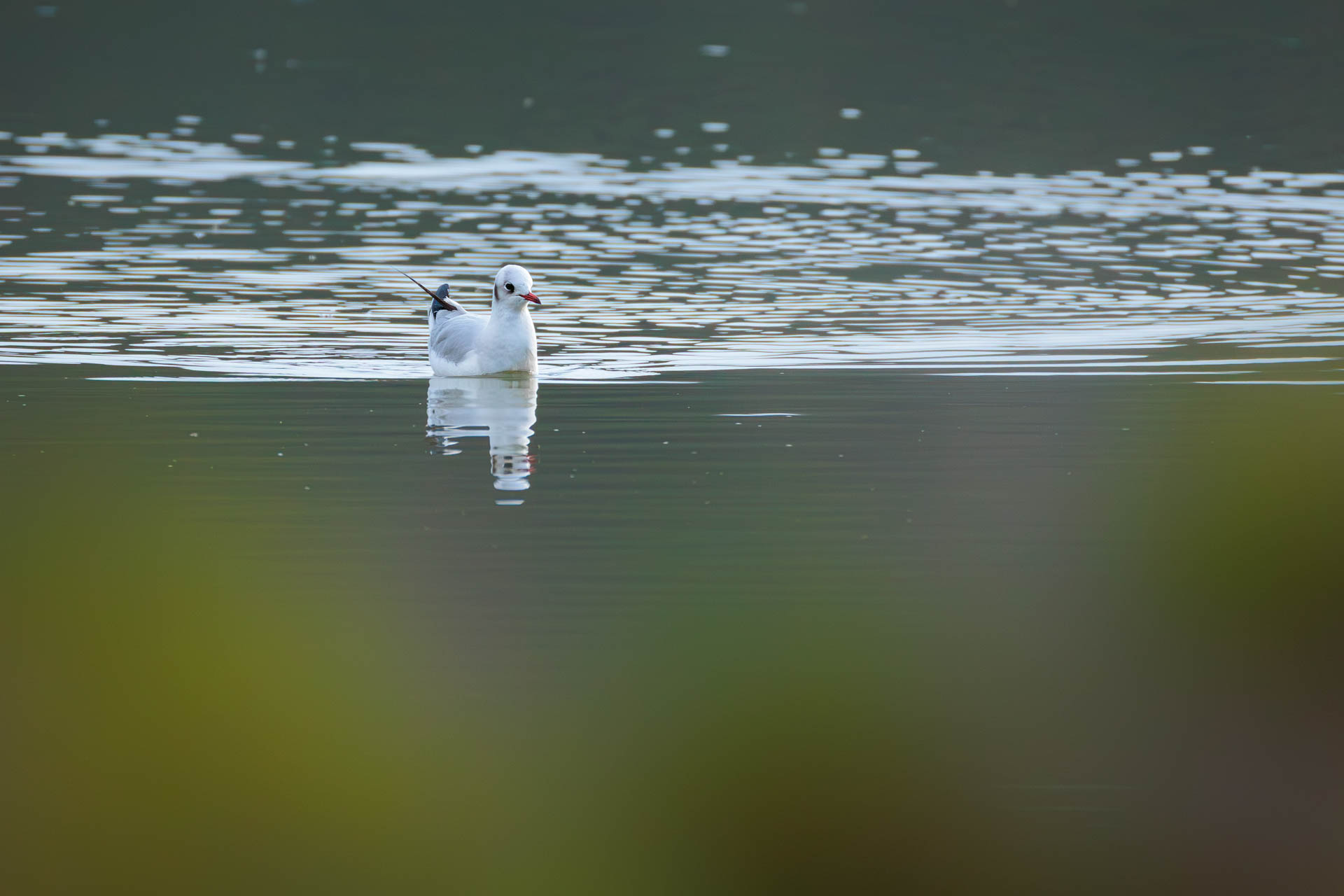 Gaviota Reidora