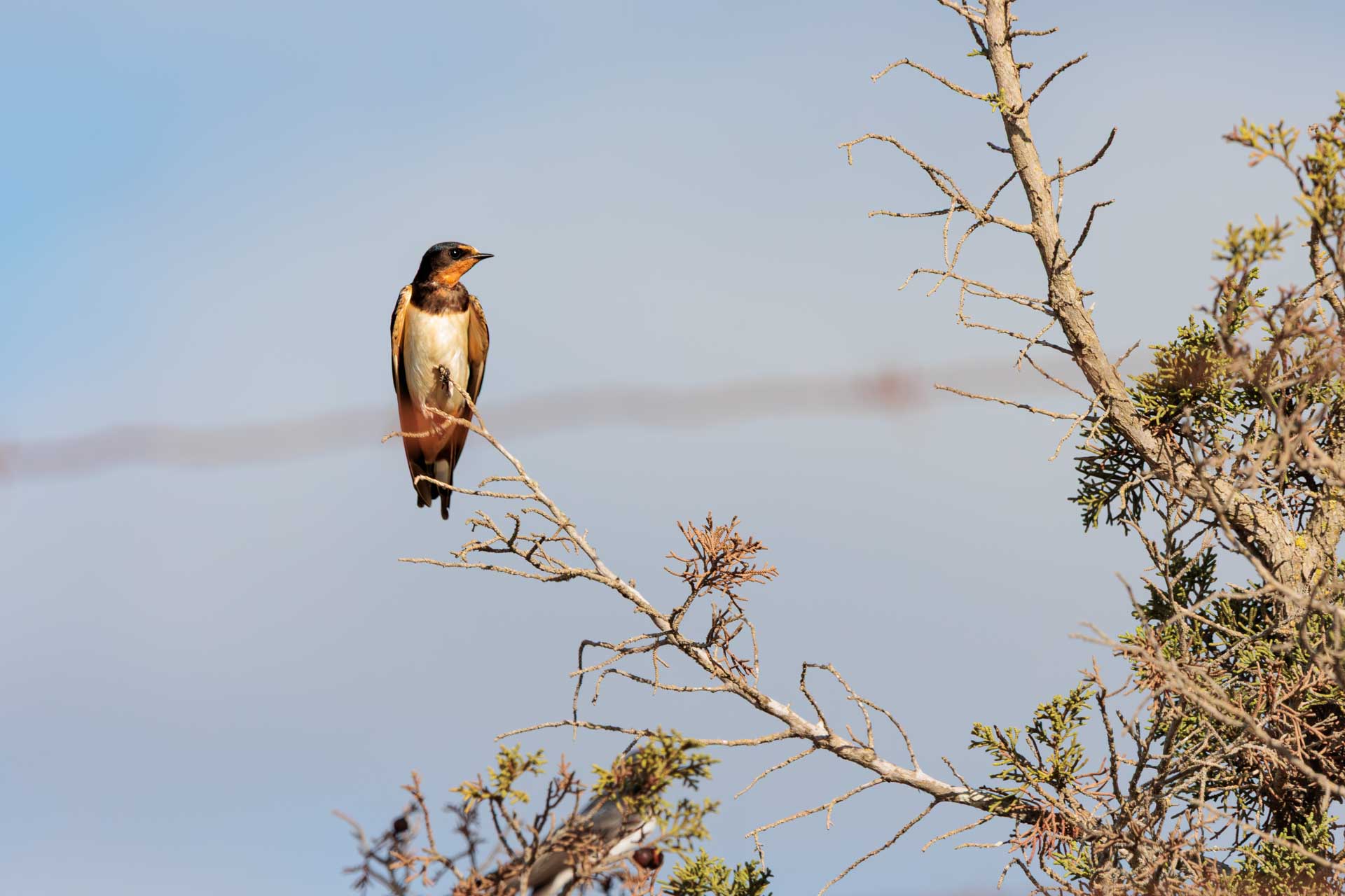 Golondrina Común