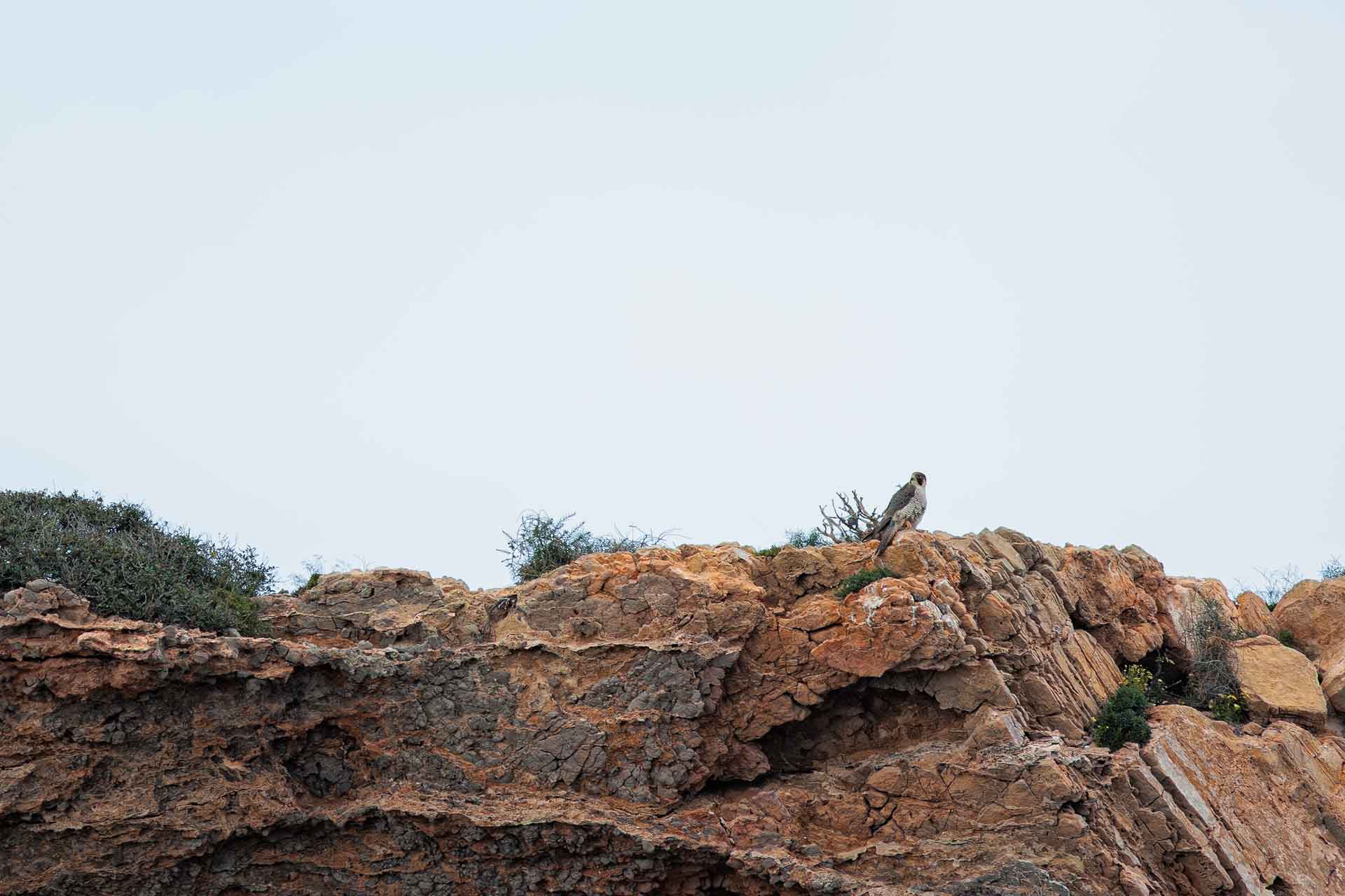 Halcón Peregrino
