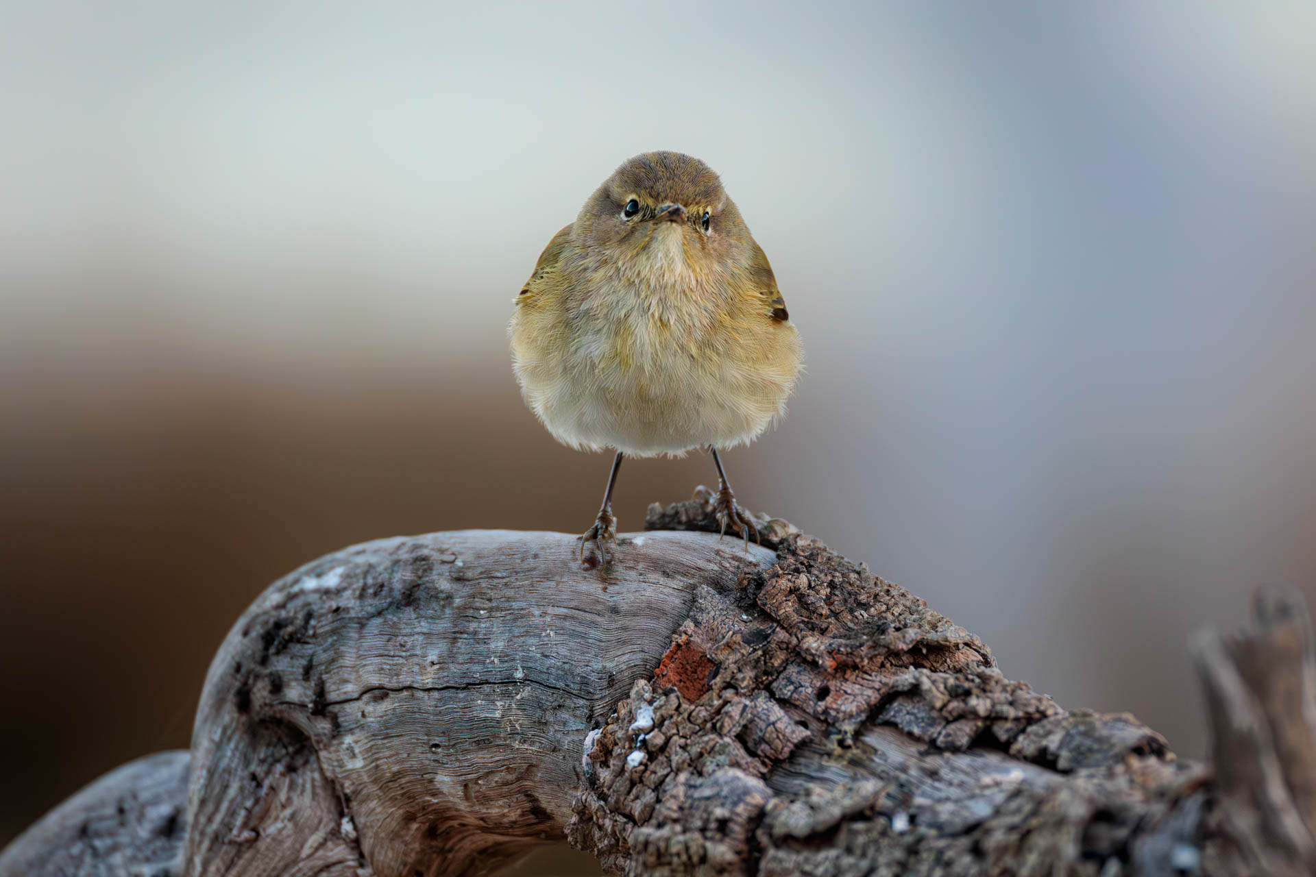 Mosquitero Común