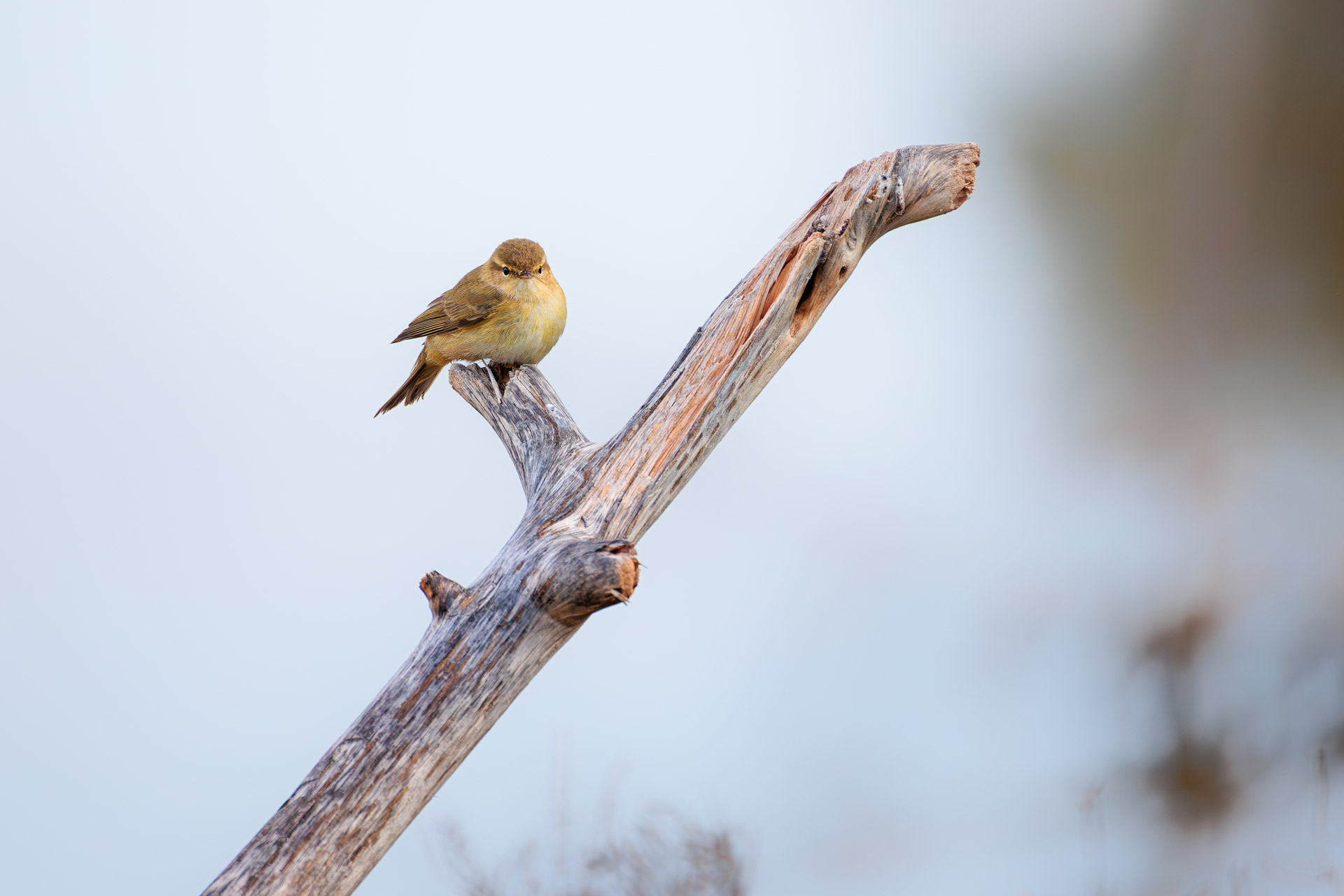 Mosquitero Común