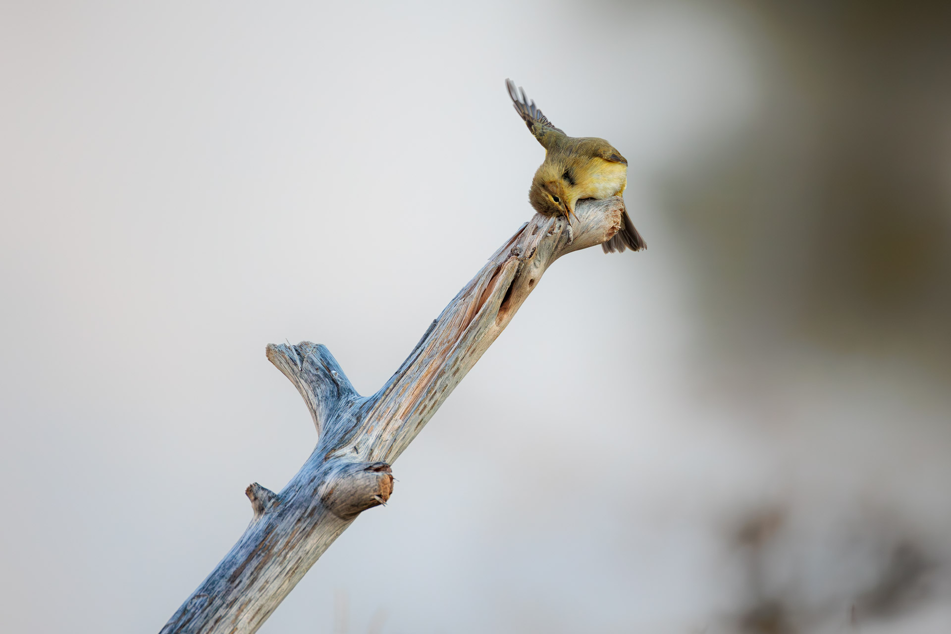 Mosquitero Común