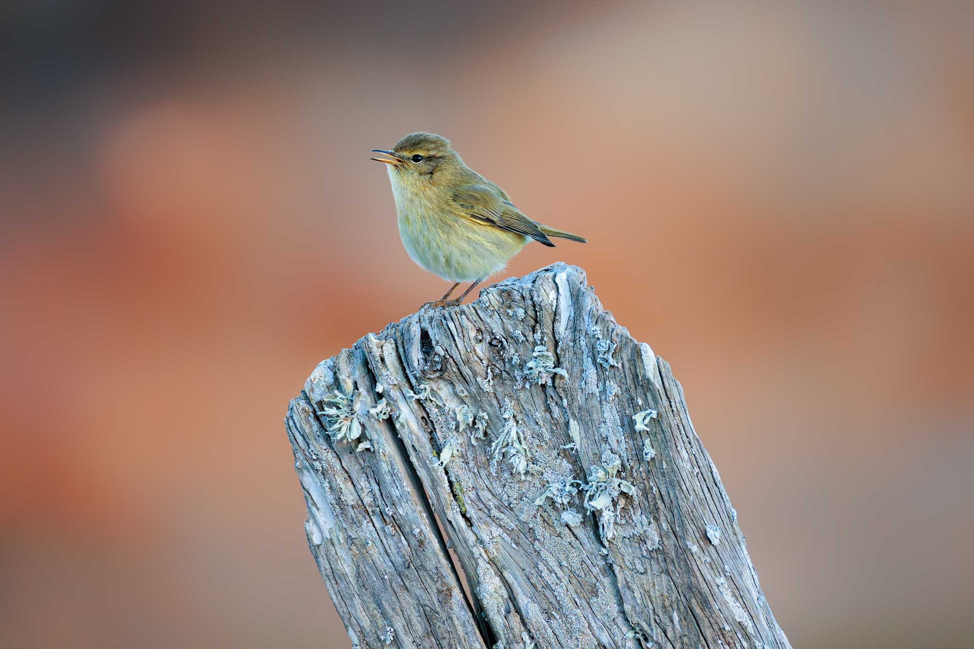 Mosquitero Común