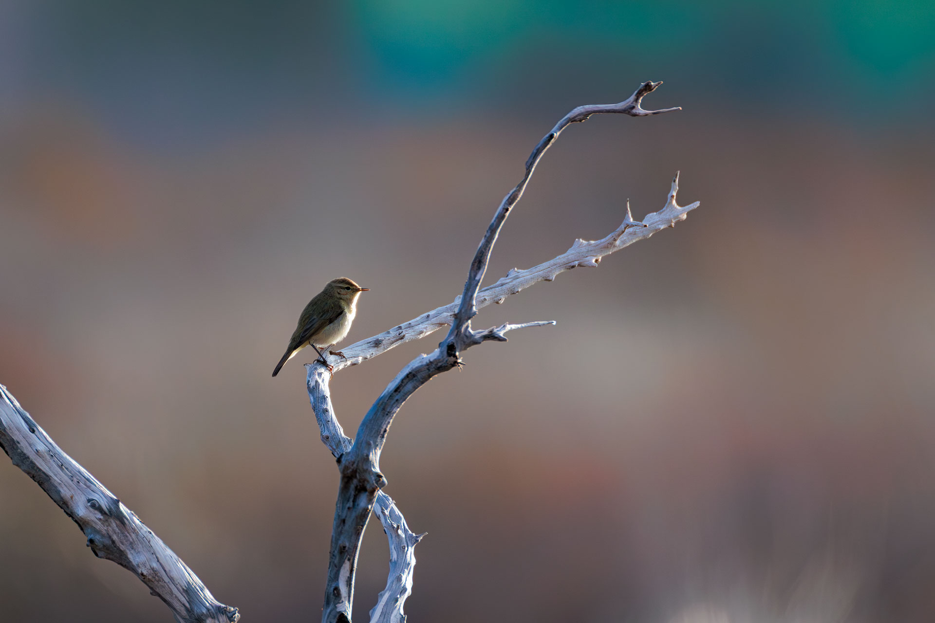 Mosquitero Común Siberiano (tristis)