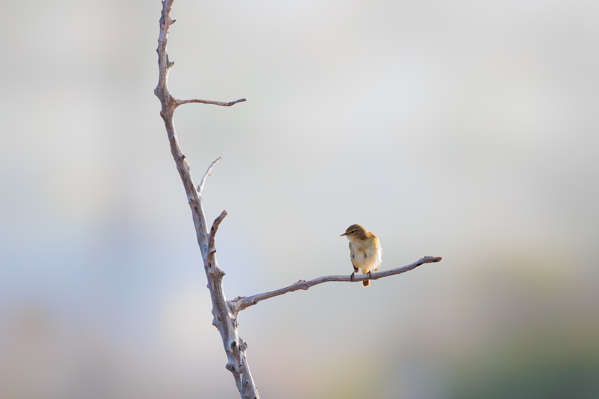 Mosquitero Común Siberiano (tristis)