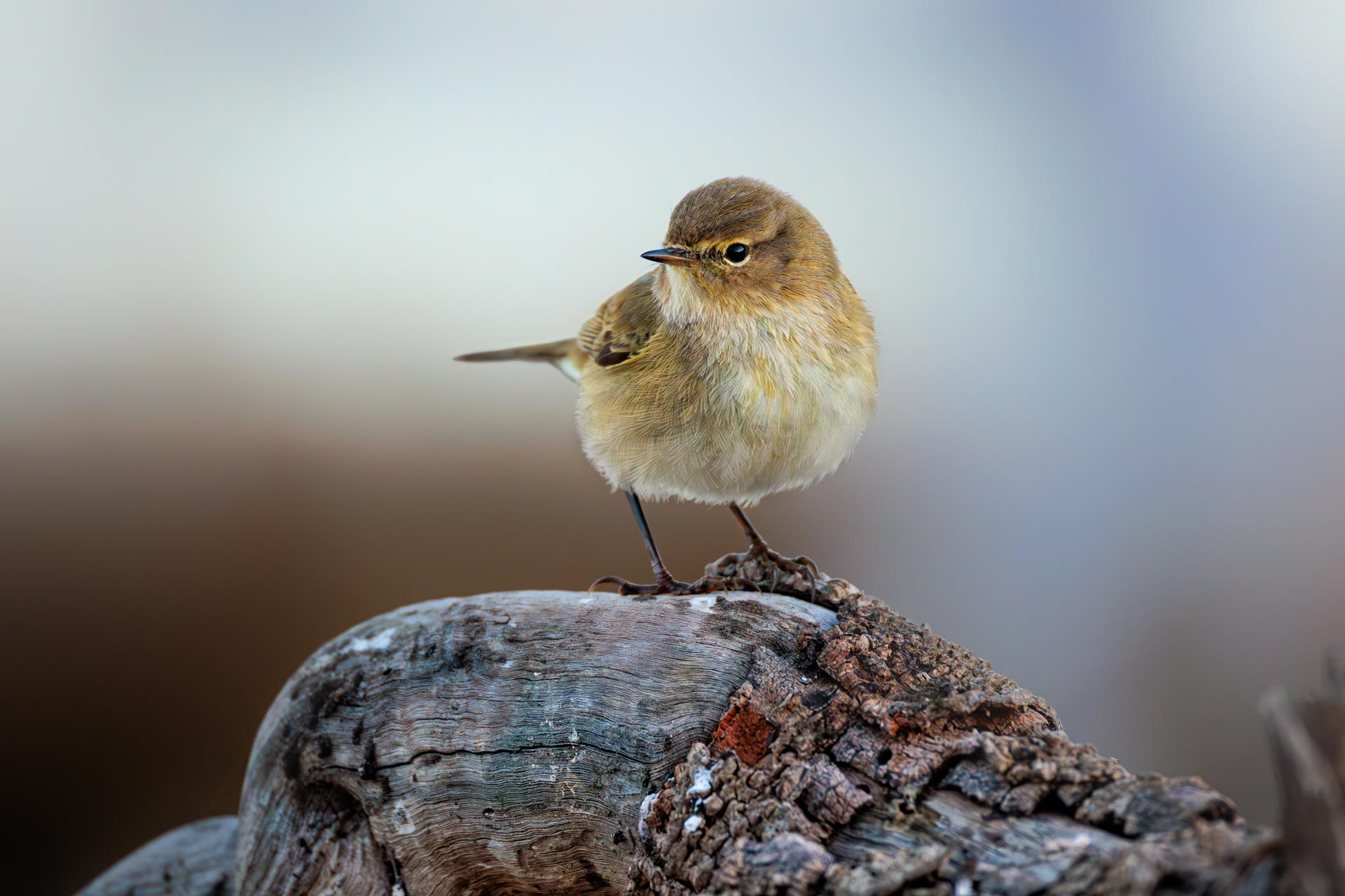 Mosquitero Común