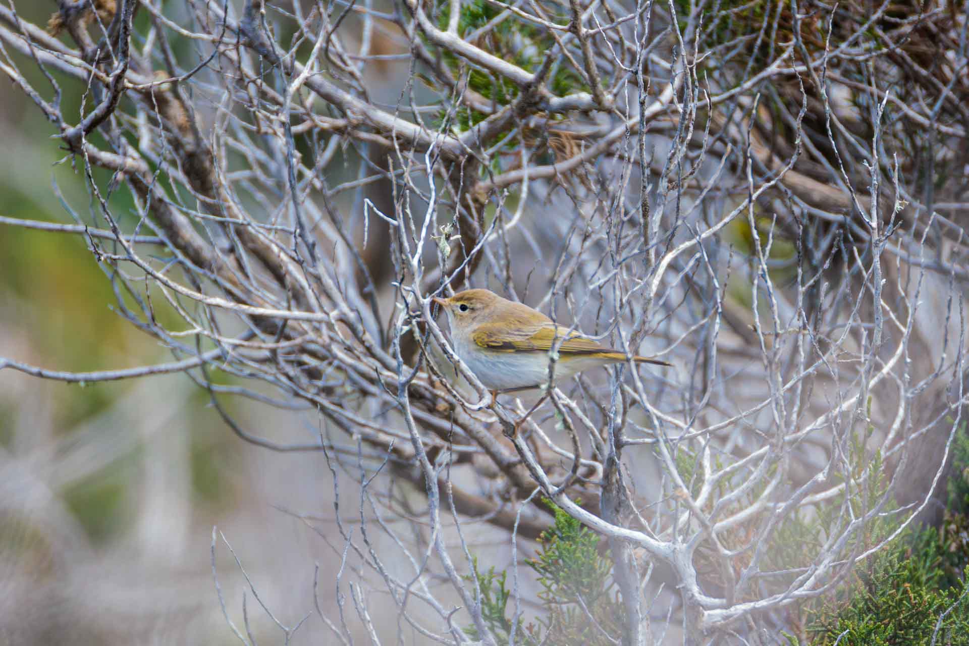 Mosquitero Papialbo