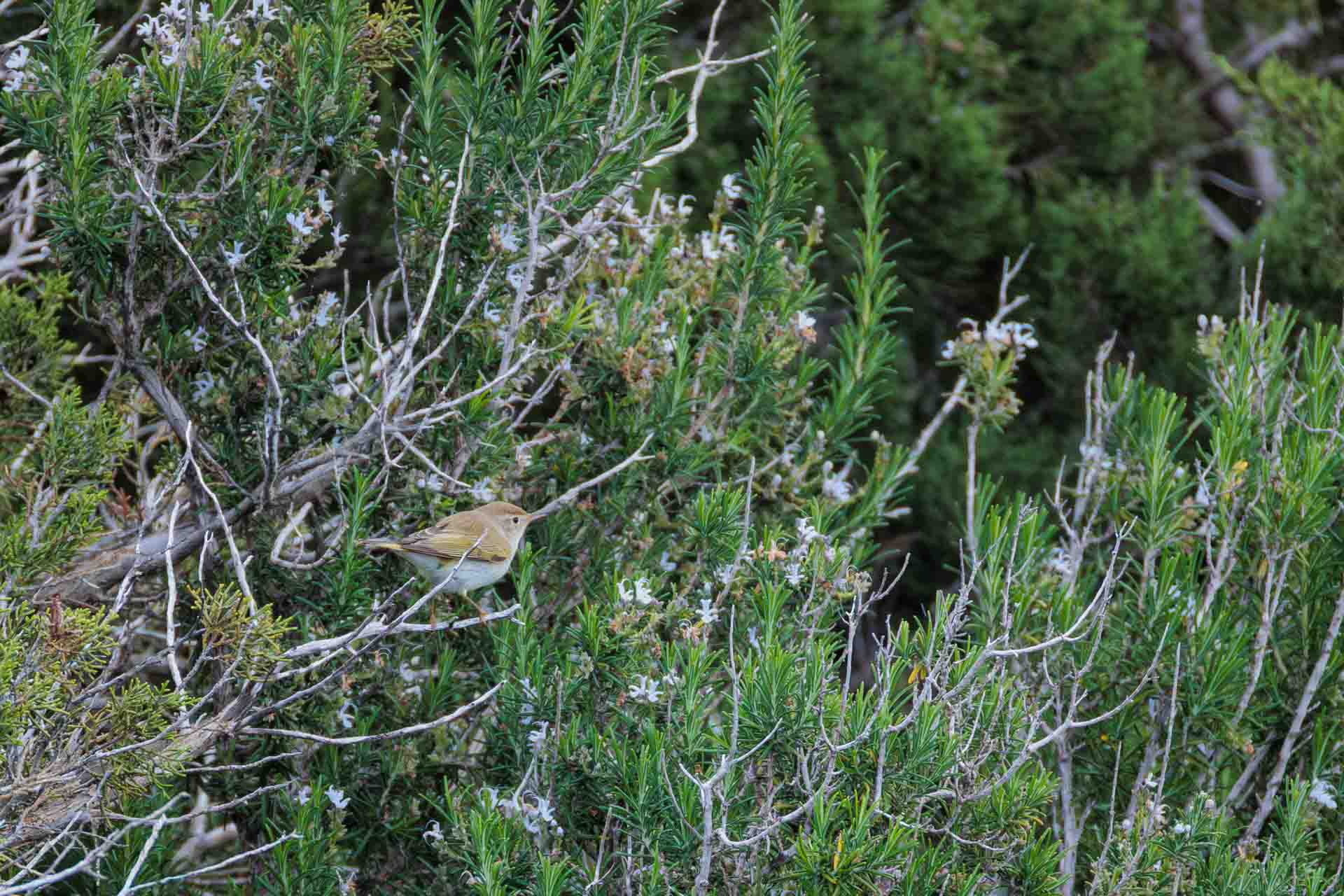 Mosquitero Papialbo