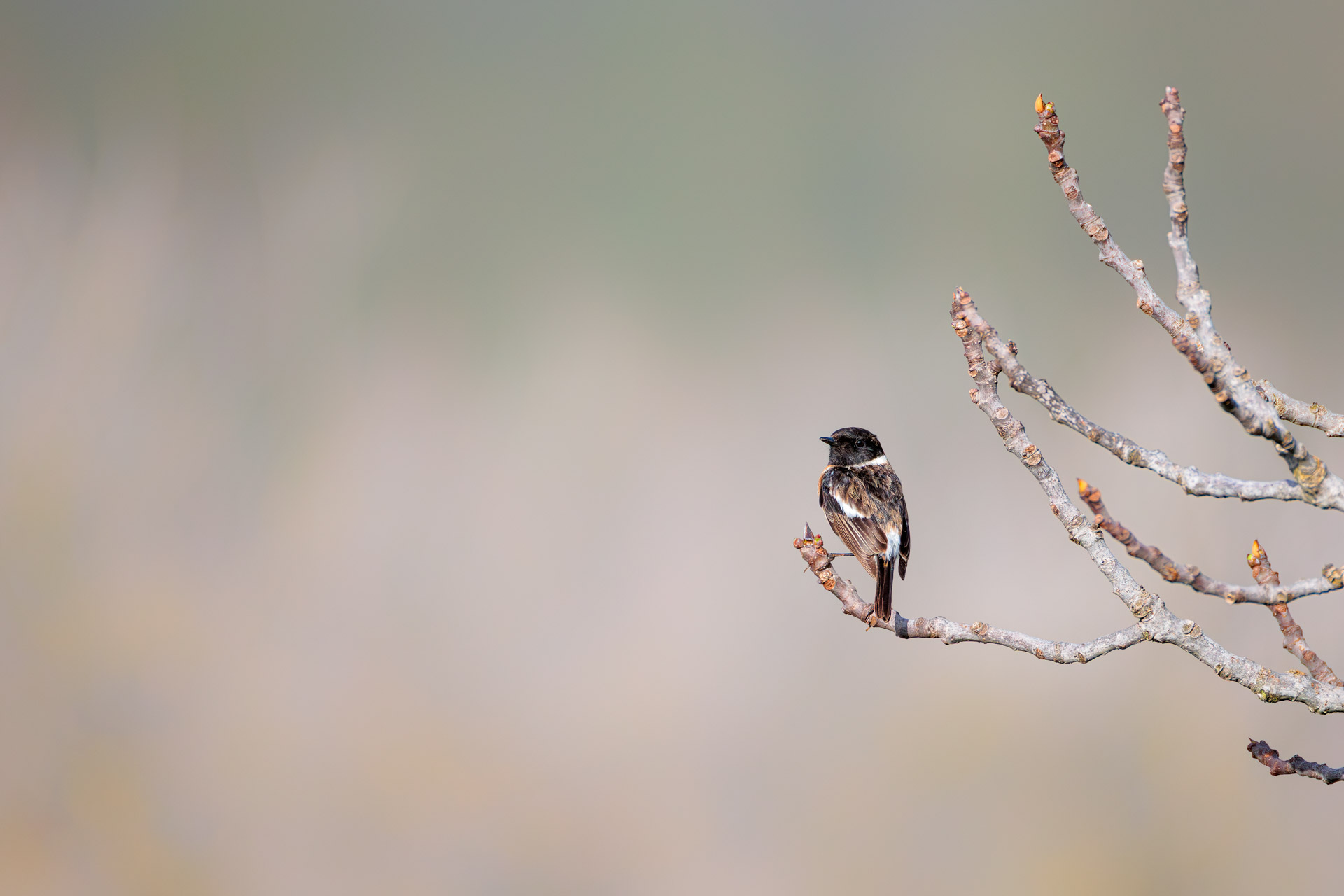 Tarabilla Europea