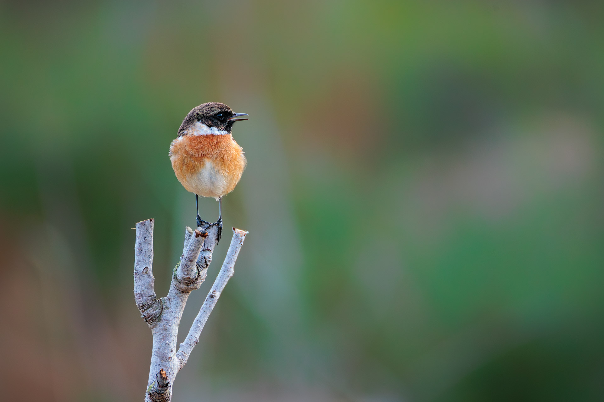 Tarabilla Europea