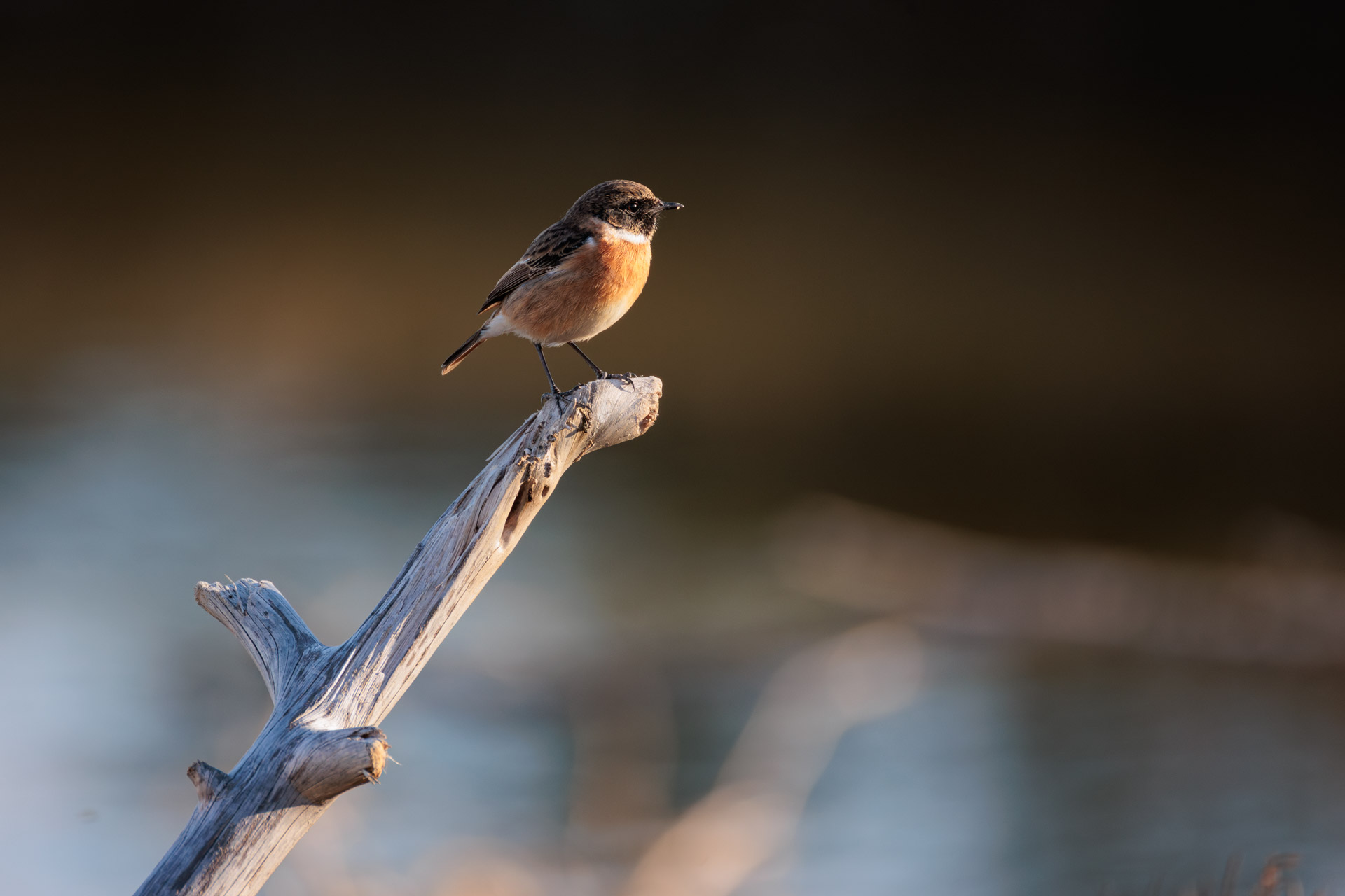 Tarabilla Europea