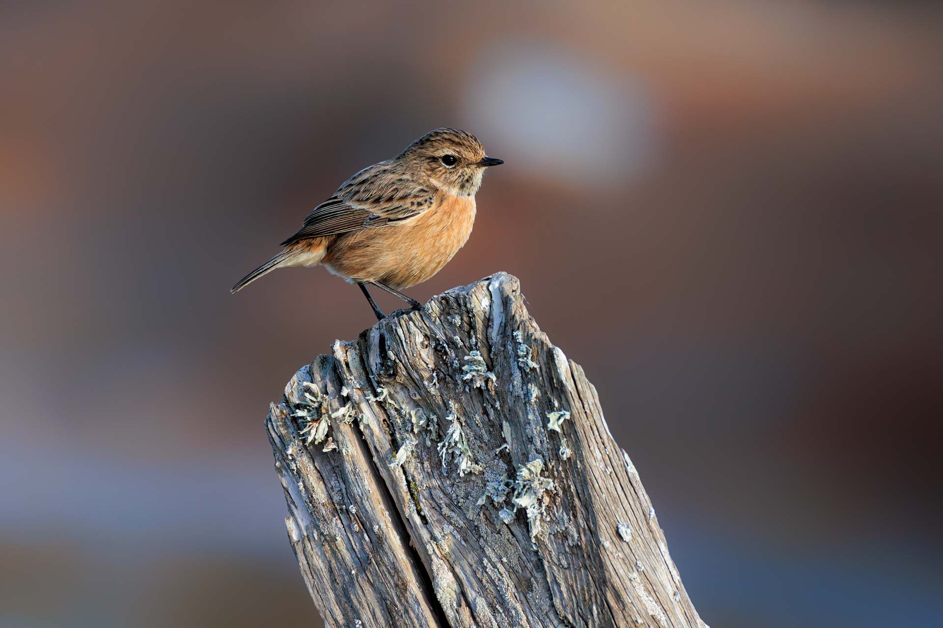 Tarabilla Europea