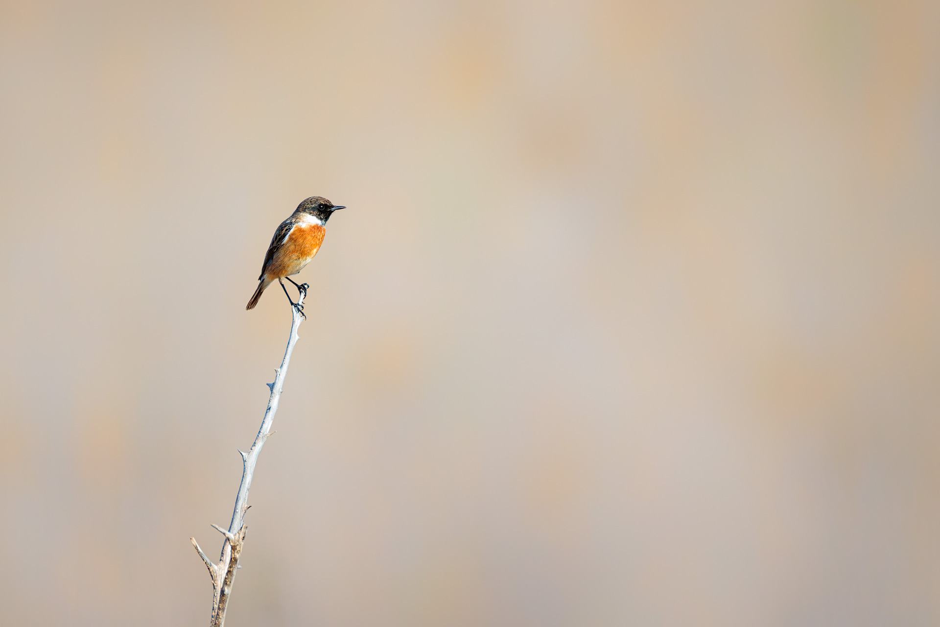 Tarabilla Europea
